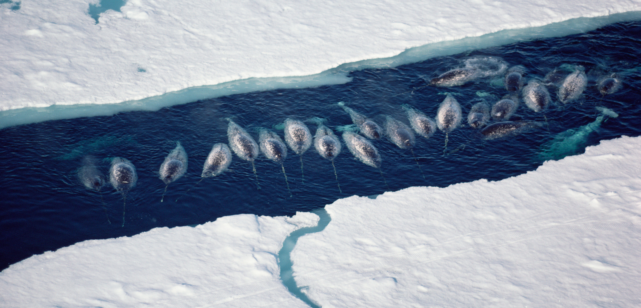 Narwhals travel and hunt along the edges of sea ice. With climate change, narwhals and other ice-dependent animals have to adapt to an evolving Arctic. Photo by Flip Nicklin/Minden Pictures