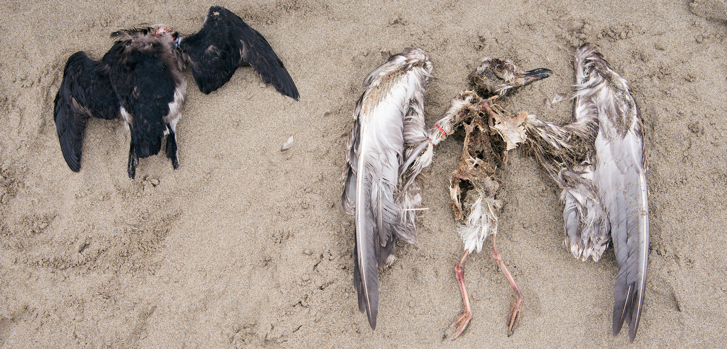 Volunteers on the Coastal Observation and Seabird Survey Team (COASST) regularly walk beaches from Alaska to Northern California in search of seabird casualties, such as this headless rhinoceros auklet (left) and immature gull of an undetermined species. Photo by Shanna Baker