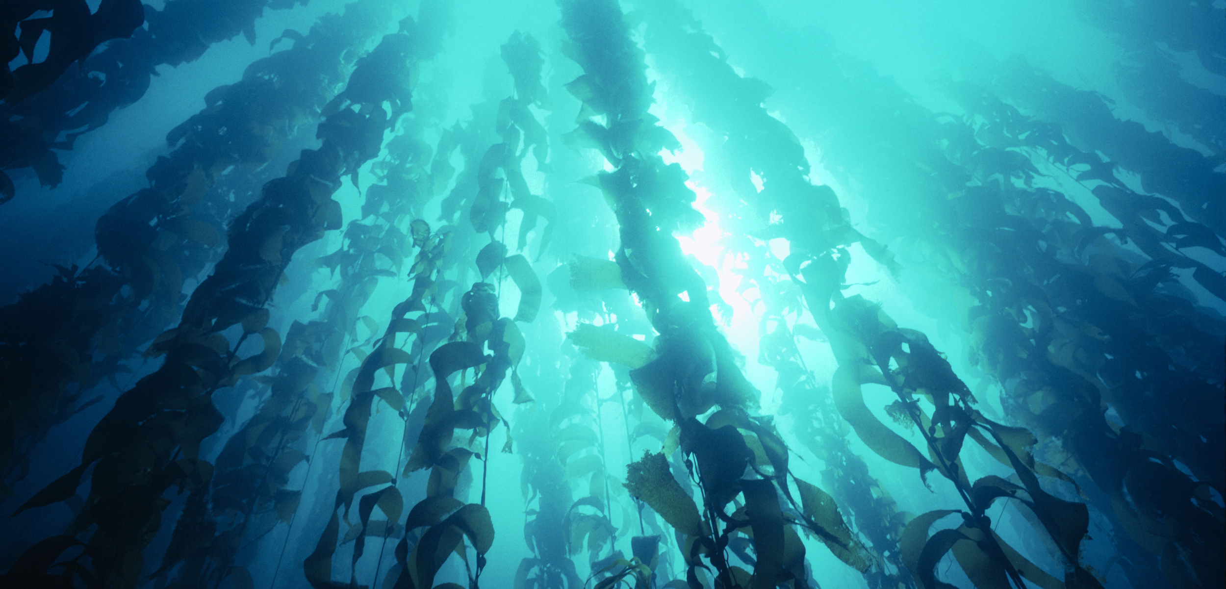 underwater view of kelp in New Zealand