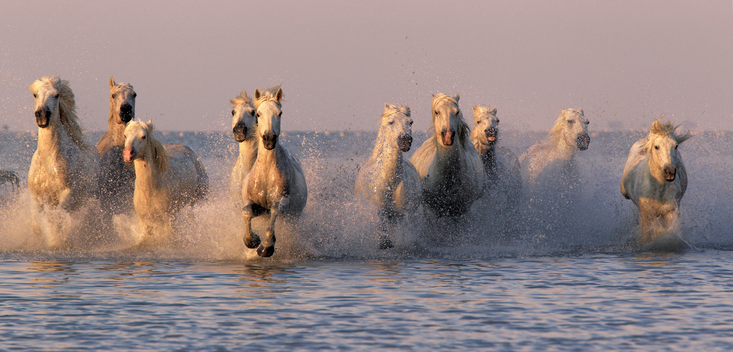 Horses have adapted to nearly every environment, including the world’s coasts. Photo by FLPA/Alamy Stock Photo