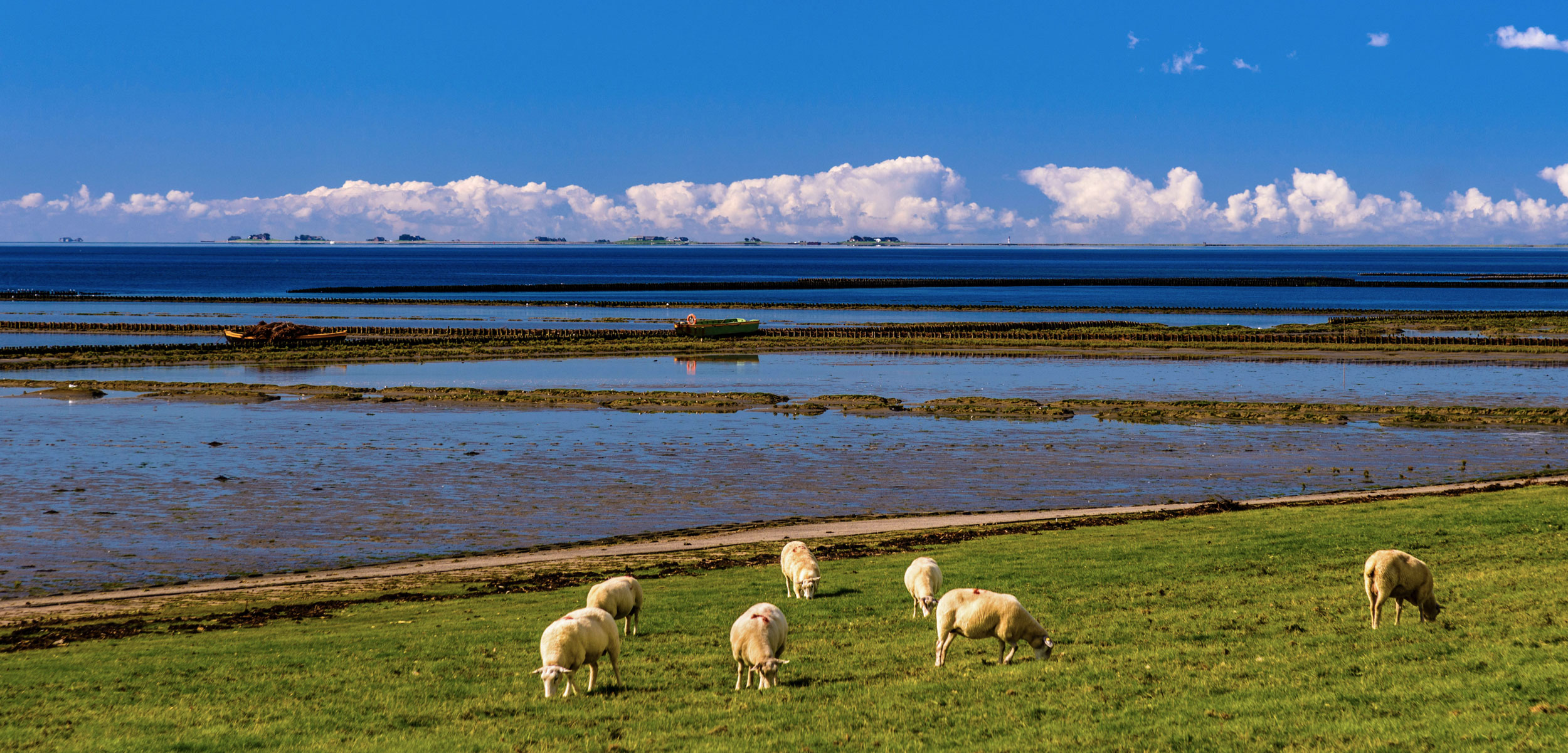 sheep grazing on the Wadden Sea