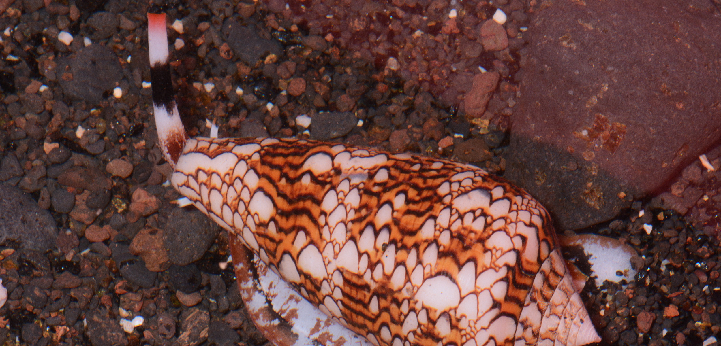 Cone snails such as the cobweb cone snail and the textile cone snail (pictured here) have become the darlings of biomedical research. Photo by David Massemin/Biosphoto/Corbis