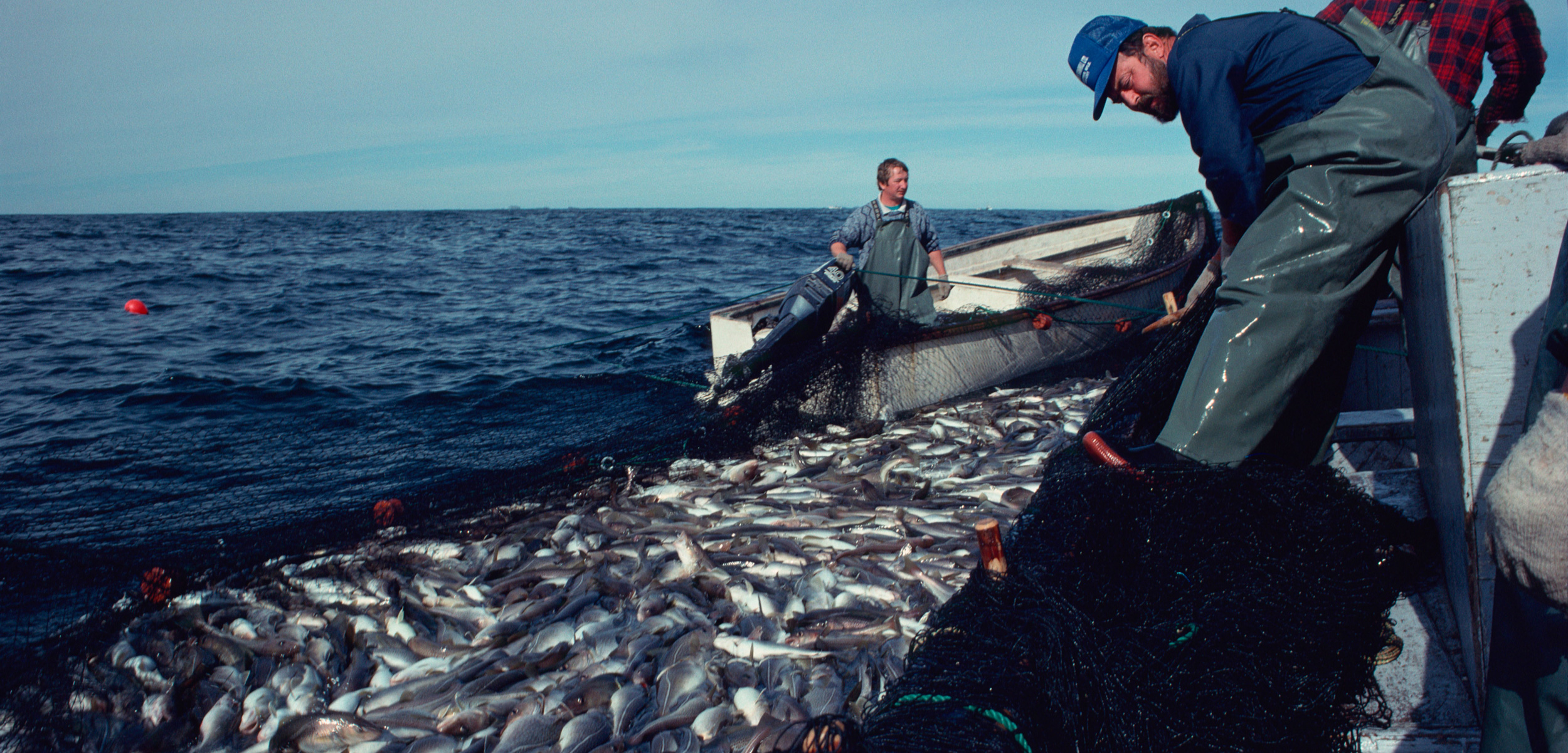 Fishermen hauling cod trap in Newfoundland