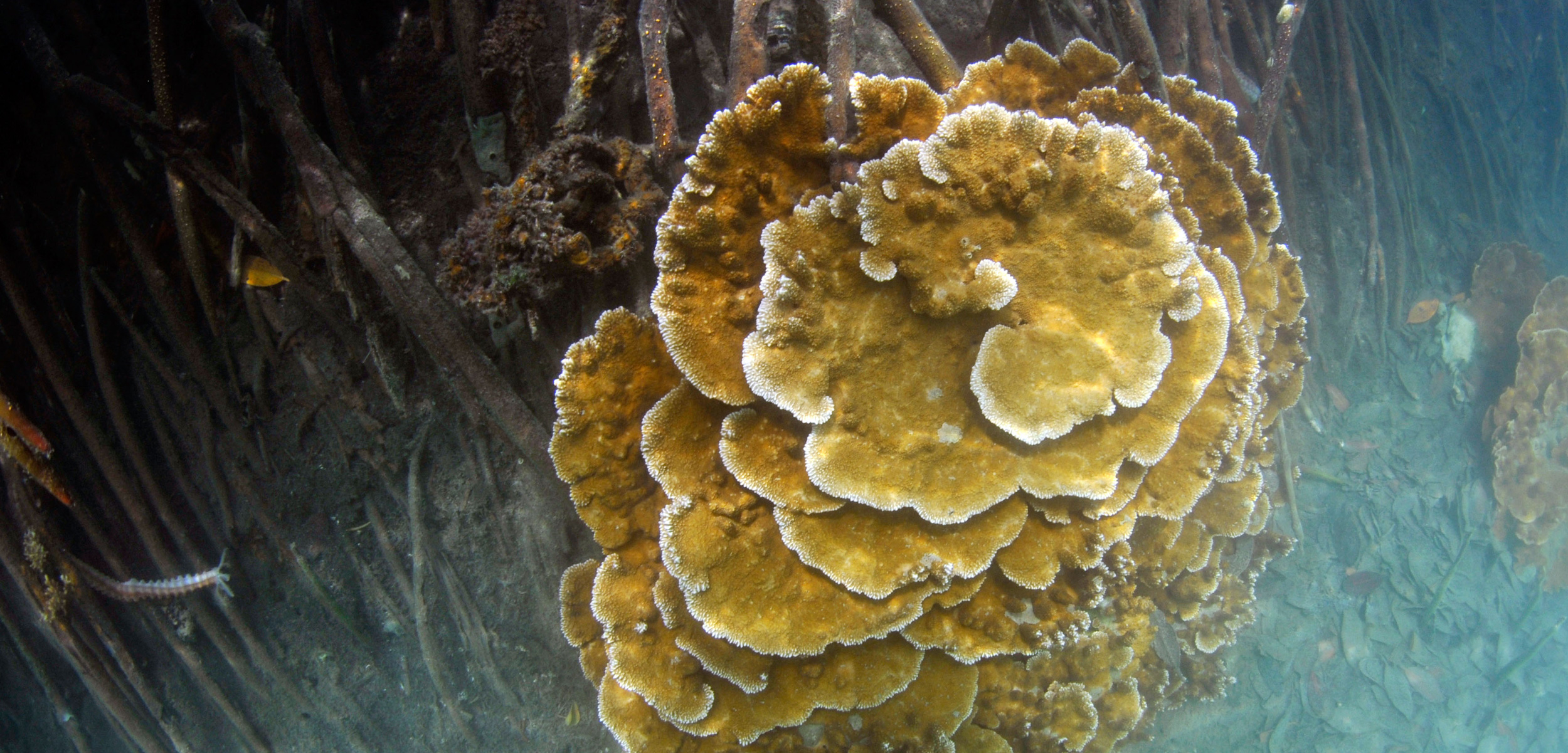 Rice coral, Montipora captata, in the mangrove roots