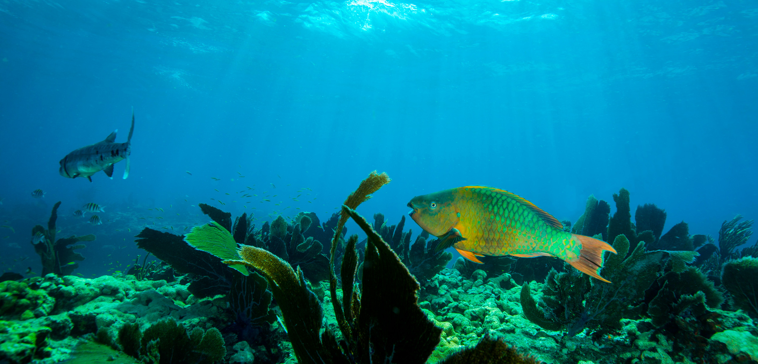 Rainbow parrotfish (Scarus guacamaia) swimming above coral reef