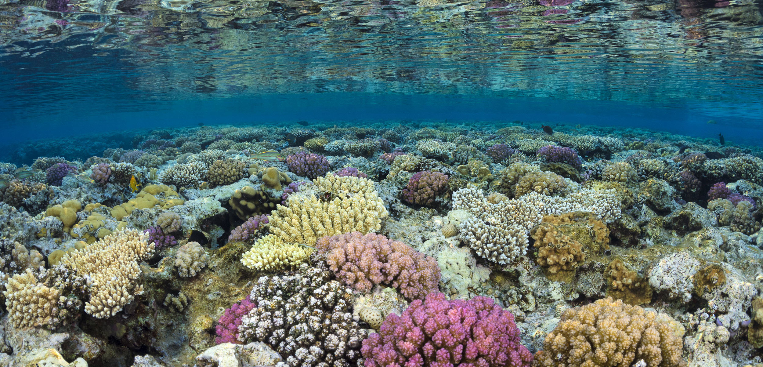 coral reef, Gulf of Aqaba, Red Sea