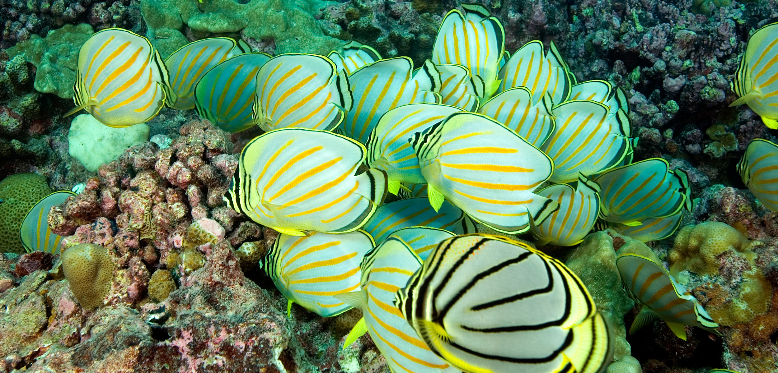 A swarm of white and black striped butterfly fish hover above a pile of brownish red corals
