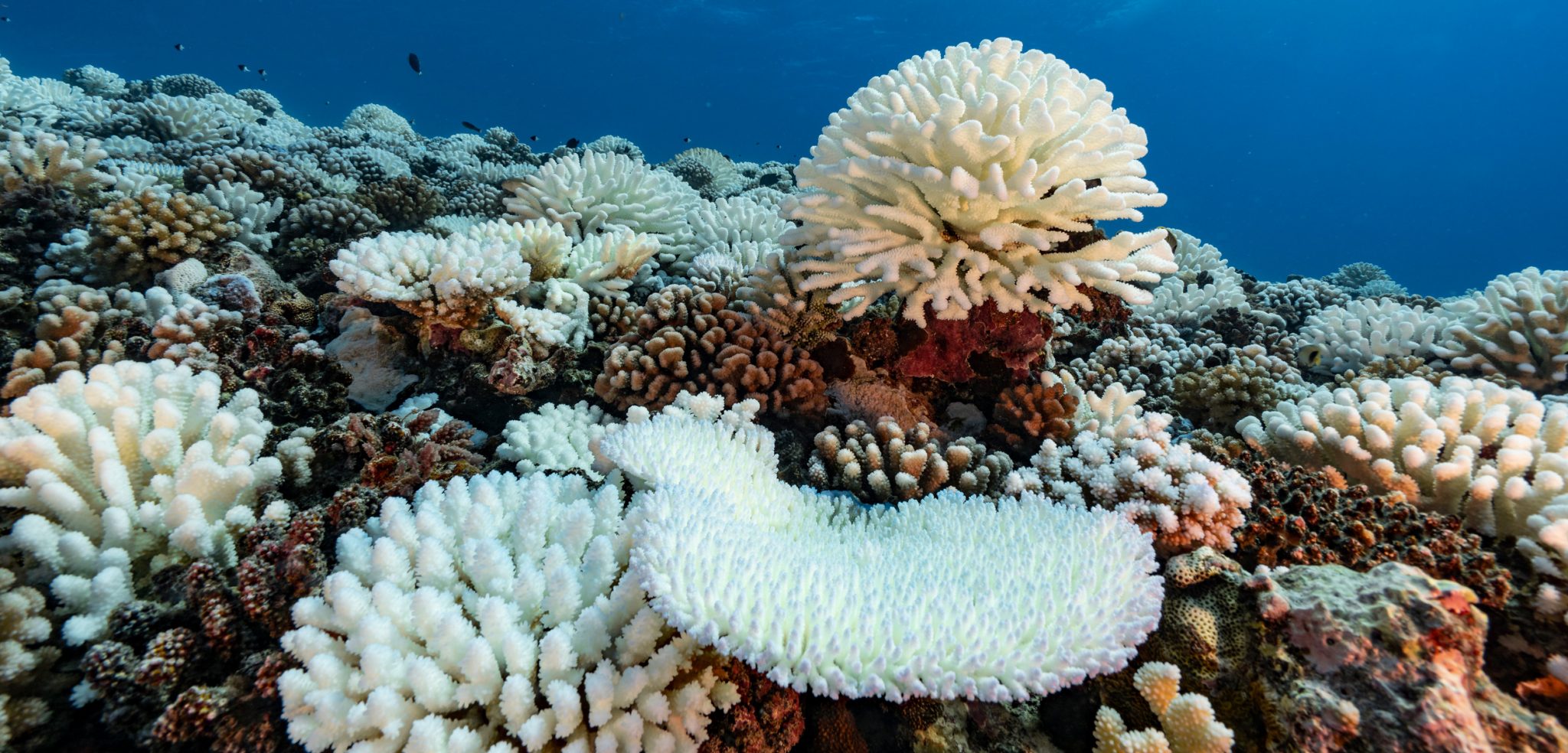Rumors of This Coral’s Survival Were Greatly Exaggerated | Hakai Magazine