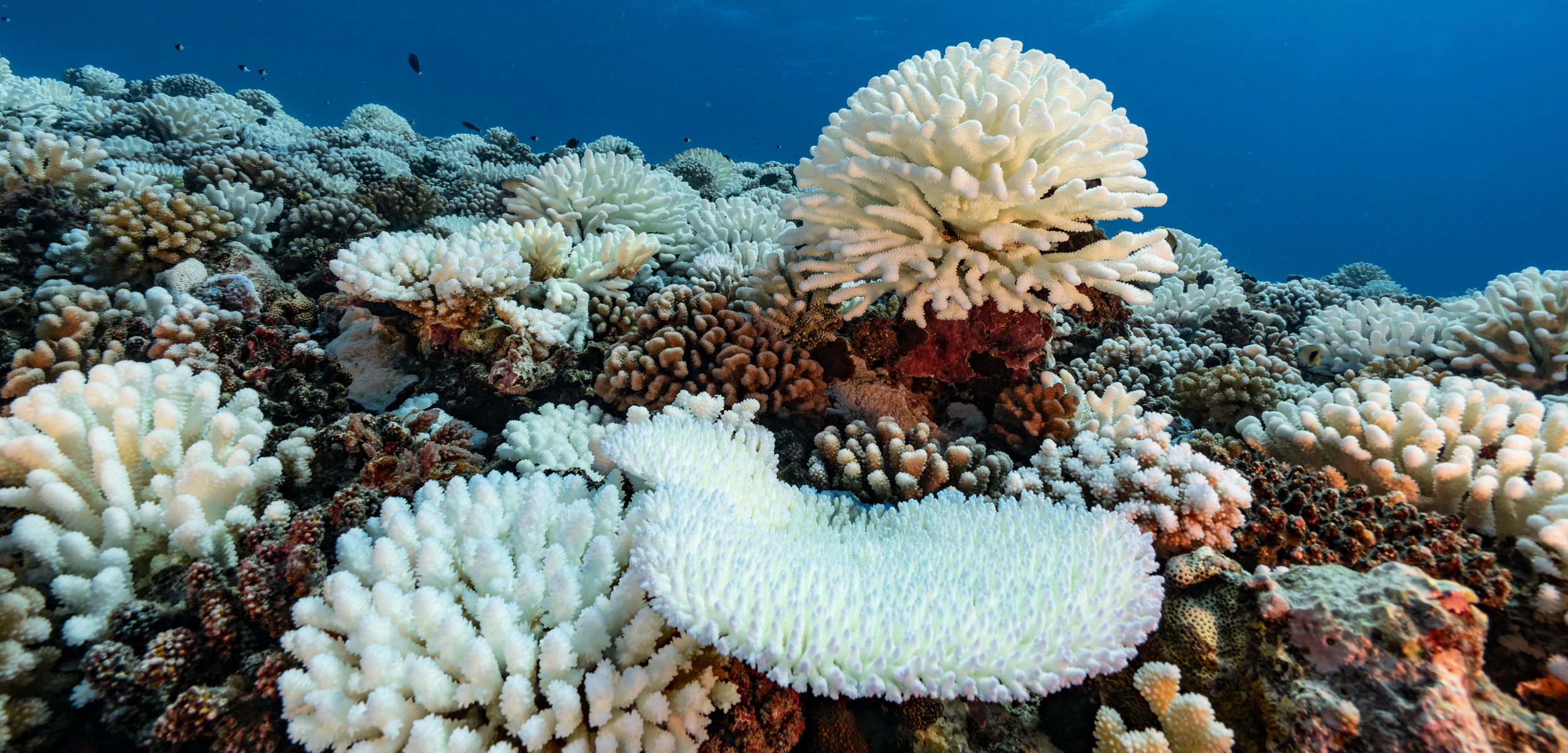 bleached coral, French Polynesia