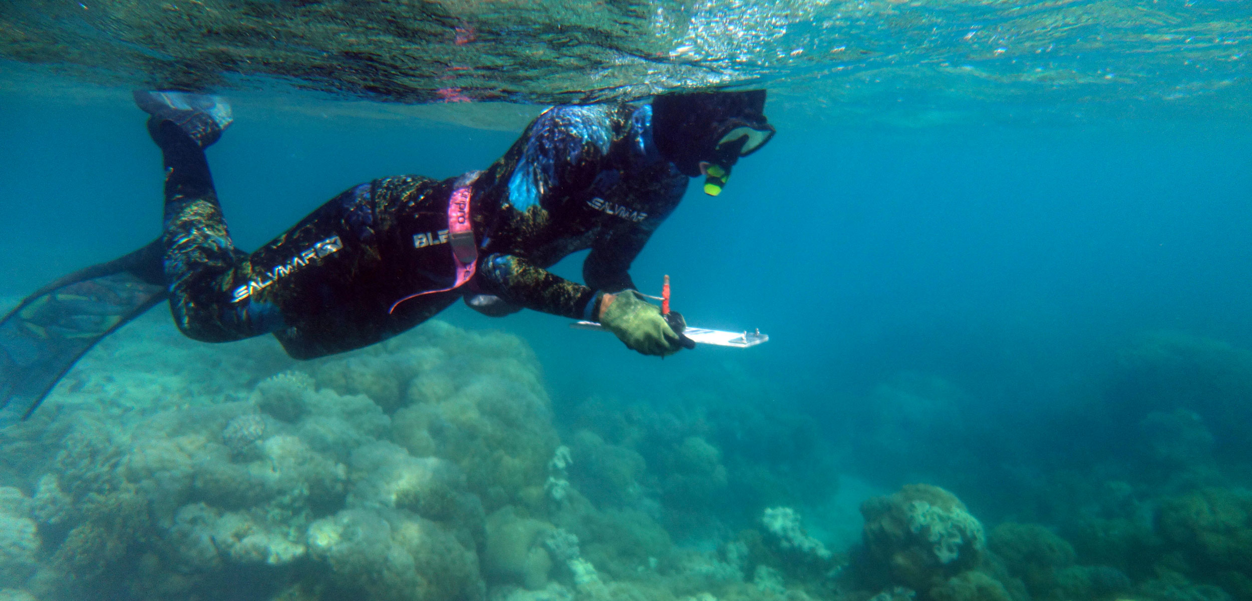 Snorkeller conducting underwater survey of coral health, Lizard Island, Great Barrier Reef, Queensland, Australia