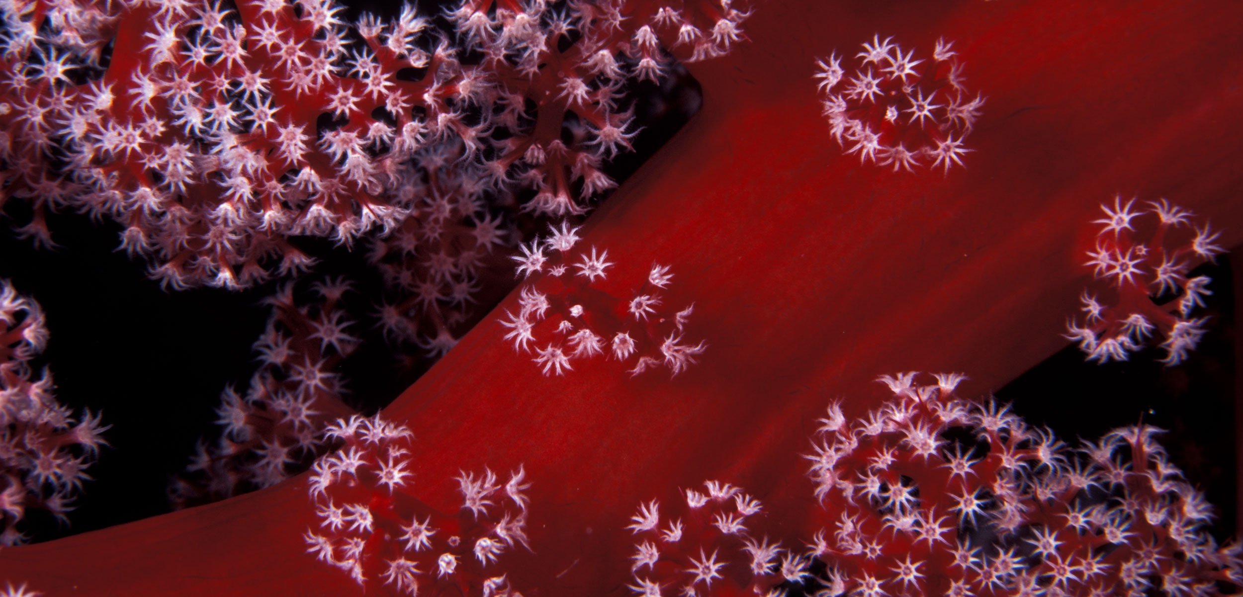 Close-up of a soft coral branch (Dendronephthya sp), Great Barrier Reef, Australia