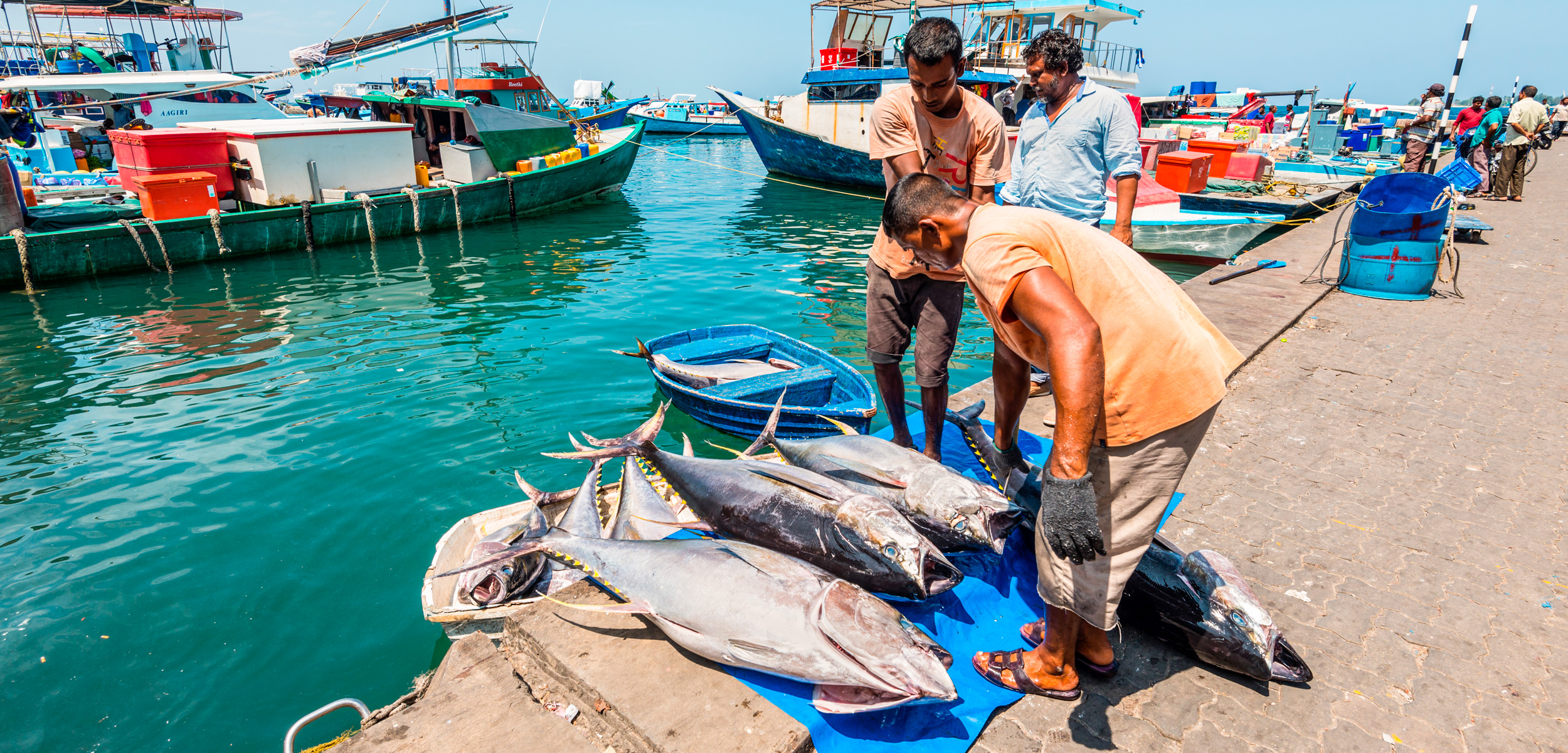 tuna fishers unloading catch in the Maldives