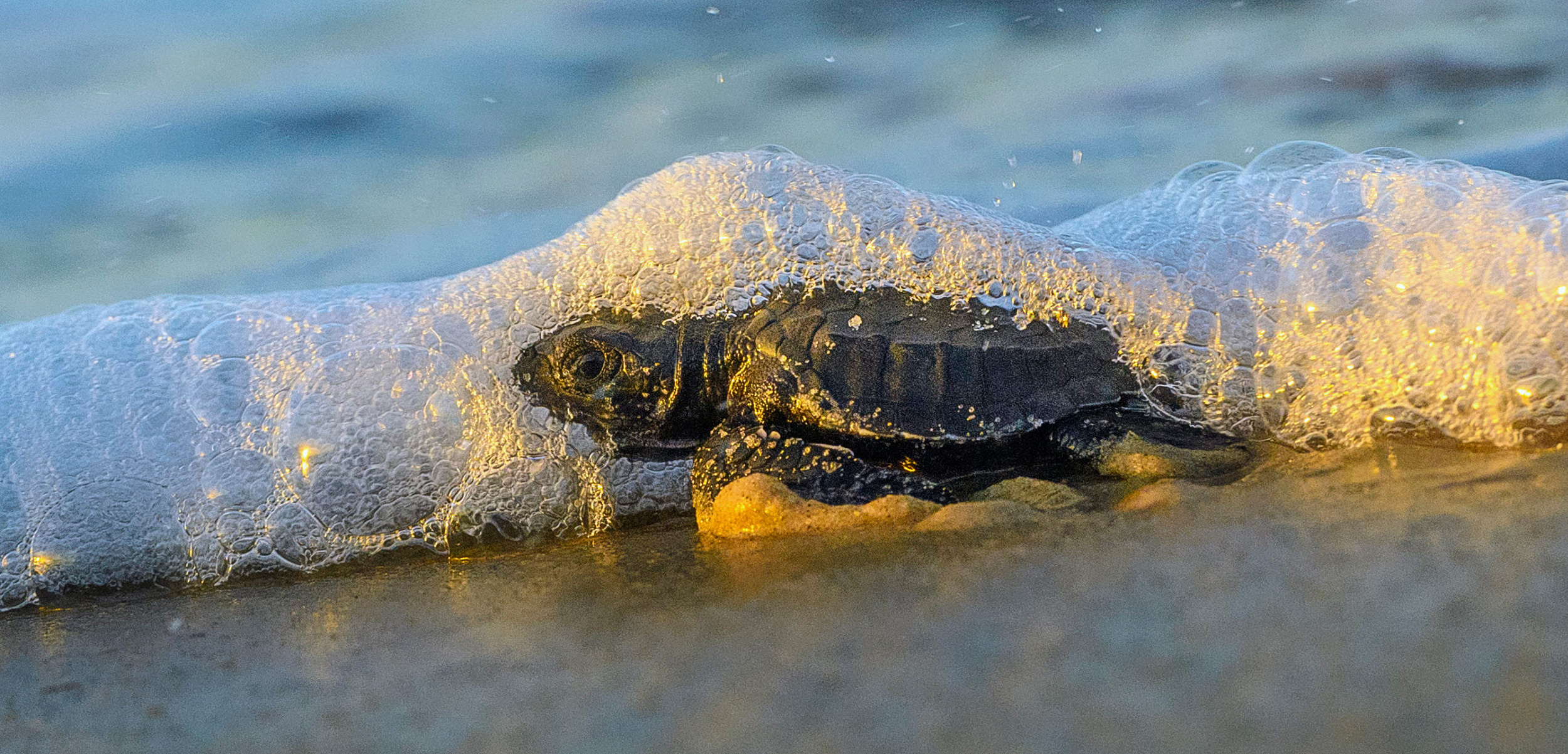 Atlantic Ridley Sea Turtle (Lepidochelys kempii) hatchling entering ocean