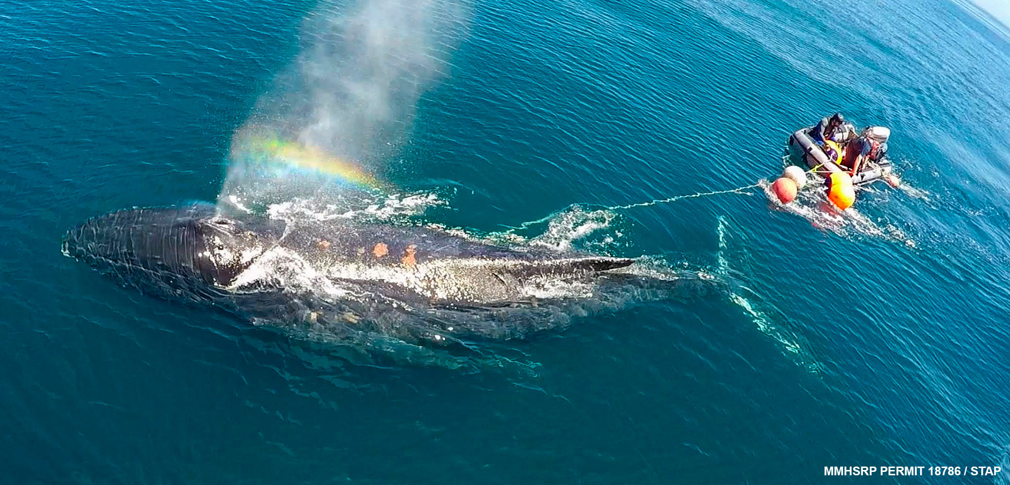 humpback whale entangled in crab fishing gear