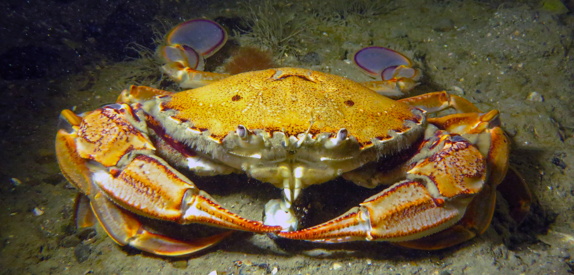 Paddle crab underwater