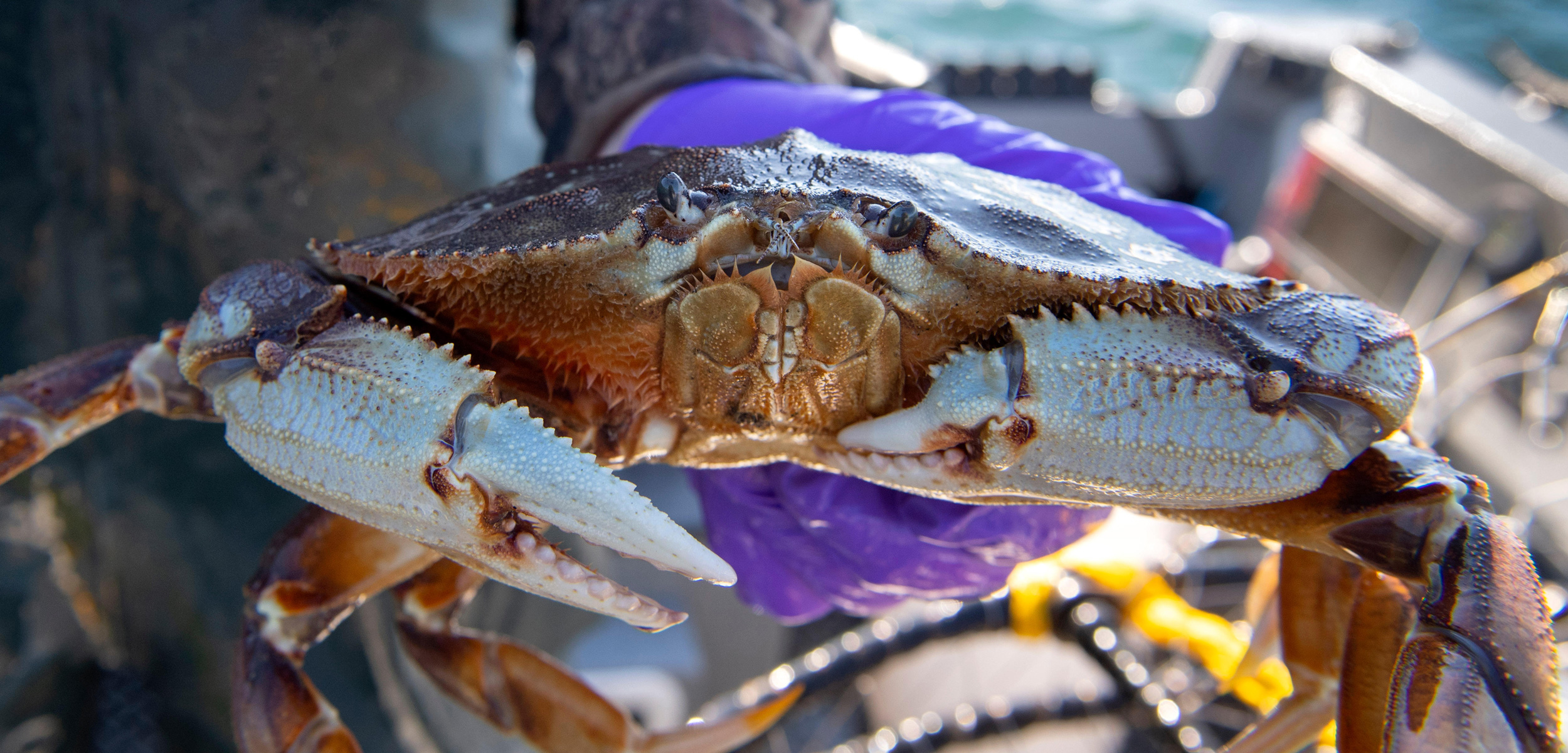crab fisher holding Dungeness crab