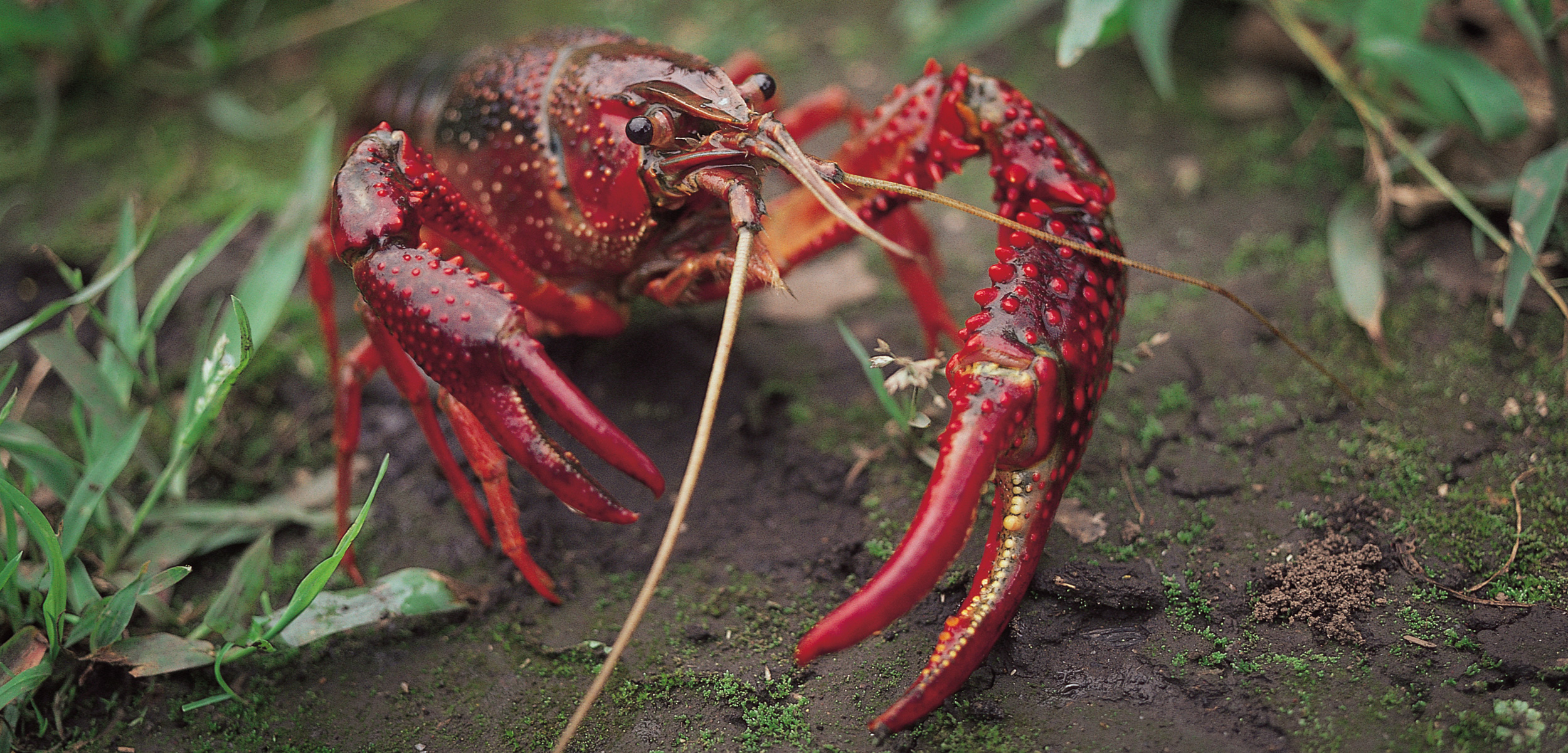 The red swamp is an invasive species of crayfish in Pine Lake, near Seattle, Washington. Photo by Modoki Masuda/Minden Pictures