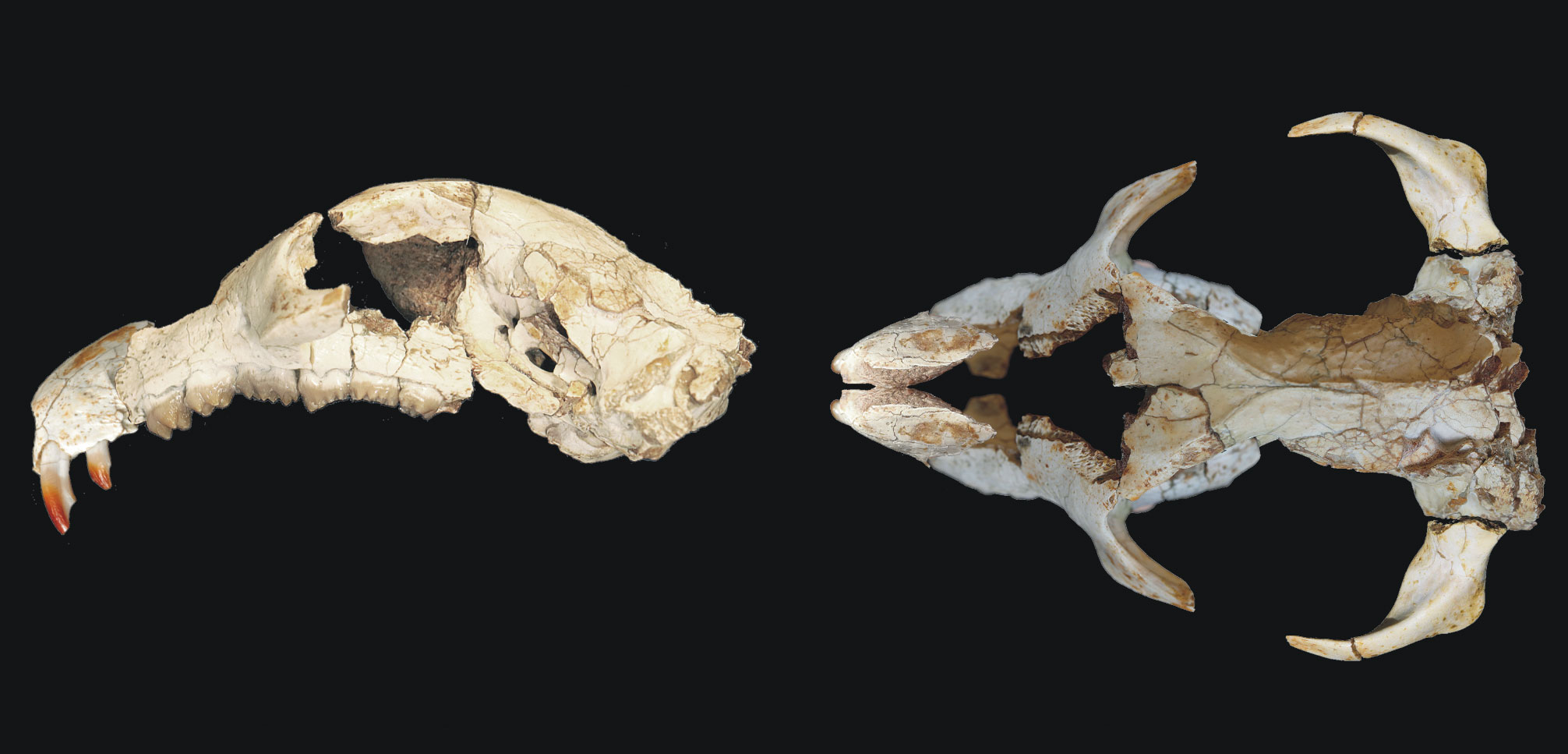 Skull of cretaceous mammal Litovoi tholocephalos