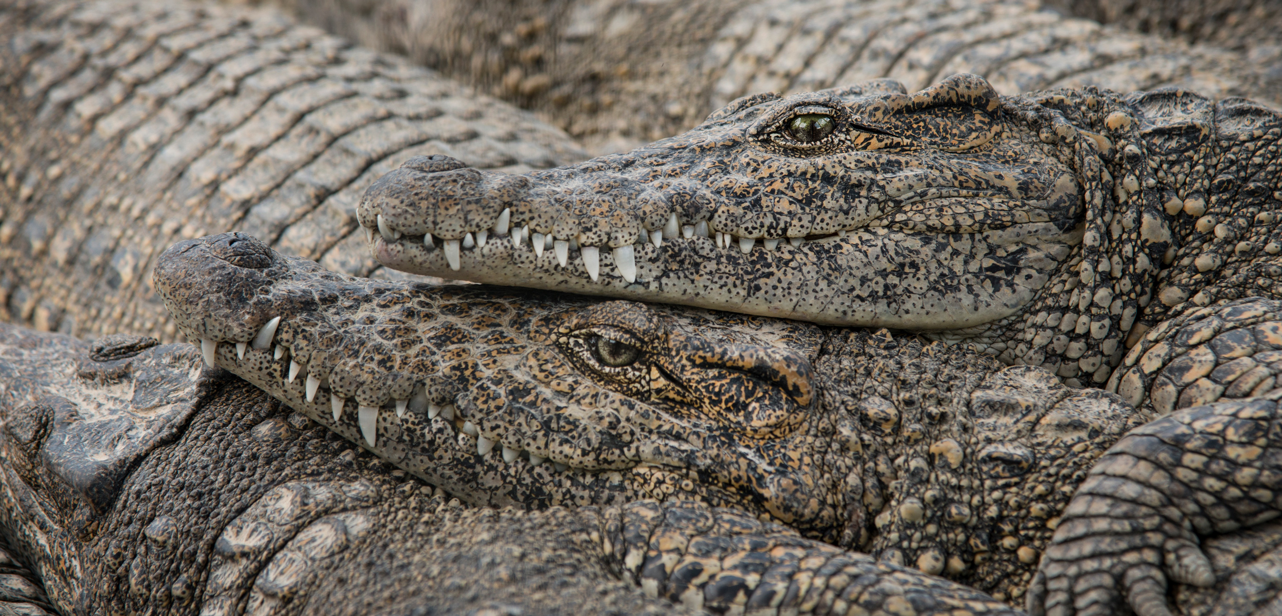 cuban crocodiles lying on top of each other