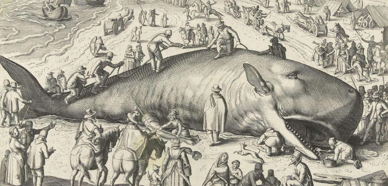 1600s illustration of a beached whale
