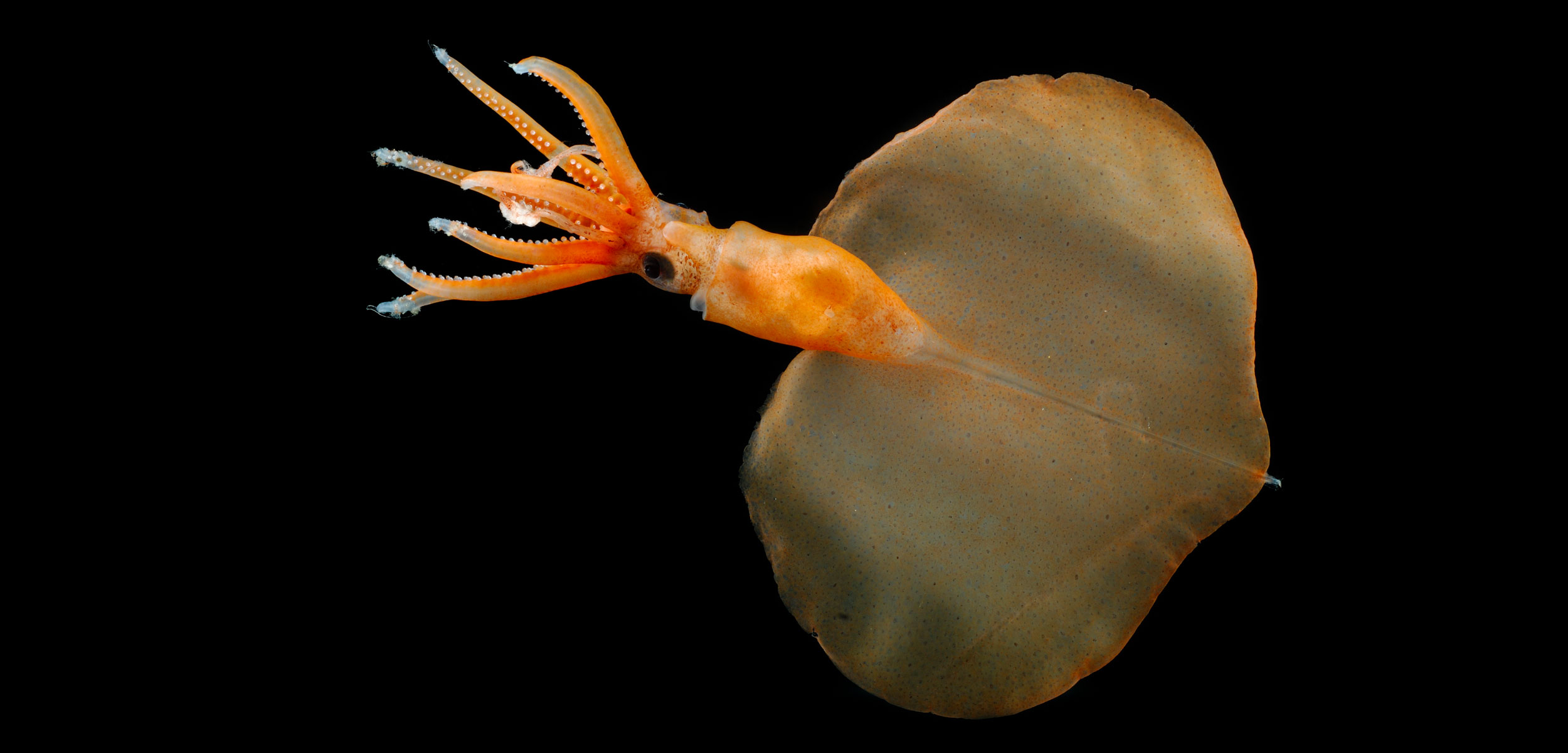 magnapinnid or bigfin squid