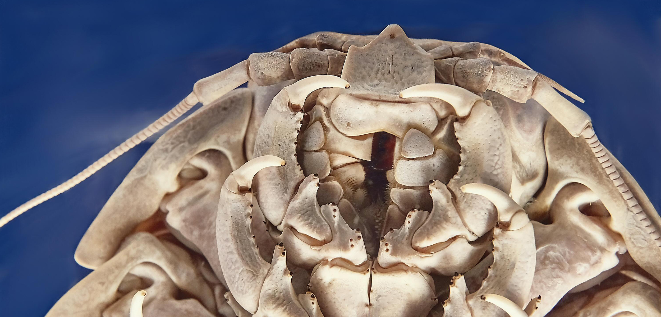A closeup of the mouth parts of a isopod.