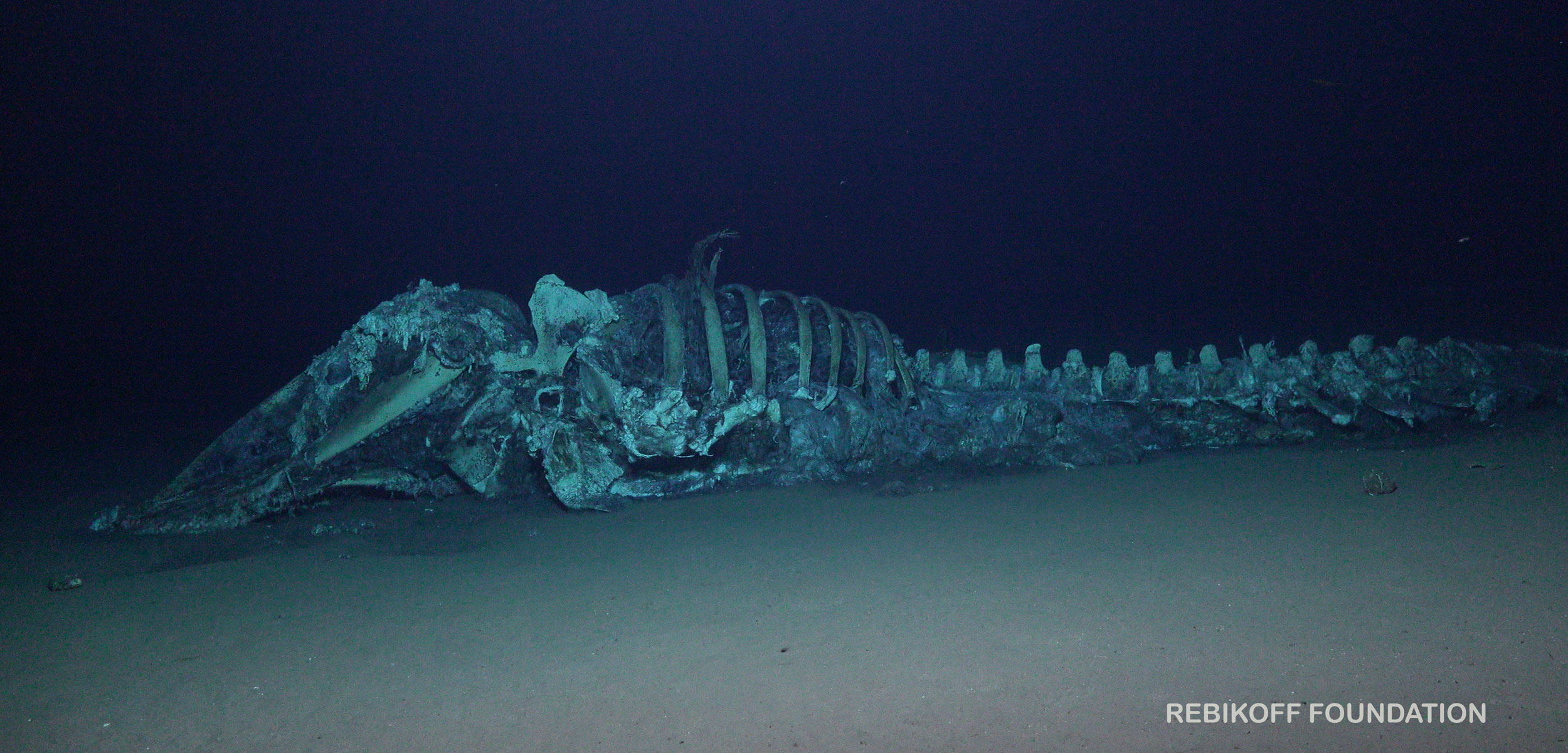sperm whale carcass on the bottom of the ocean