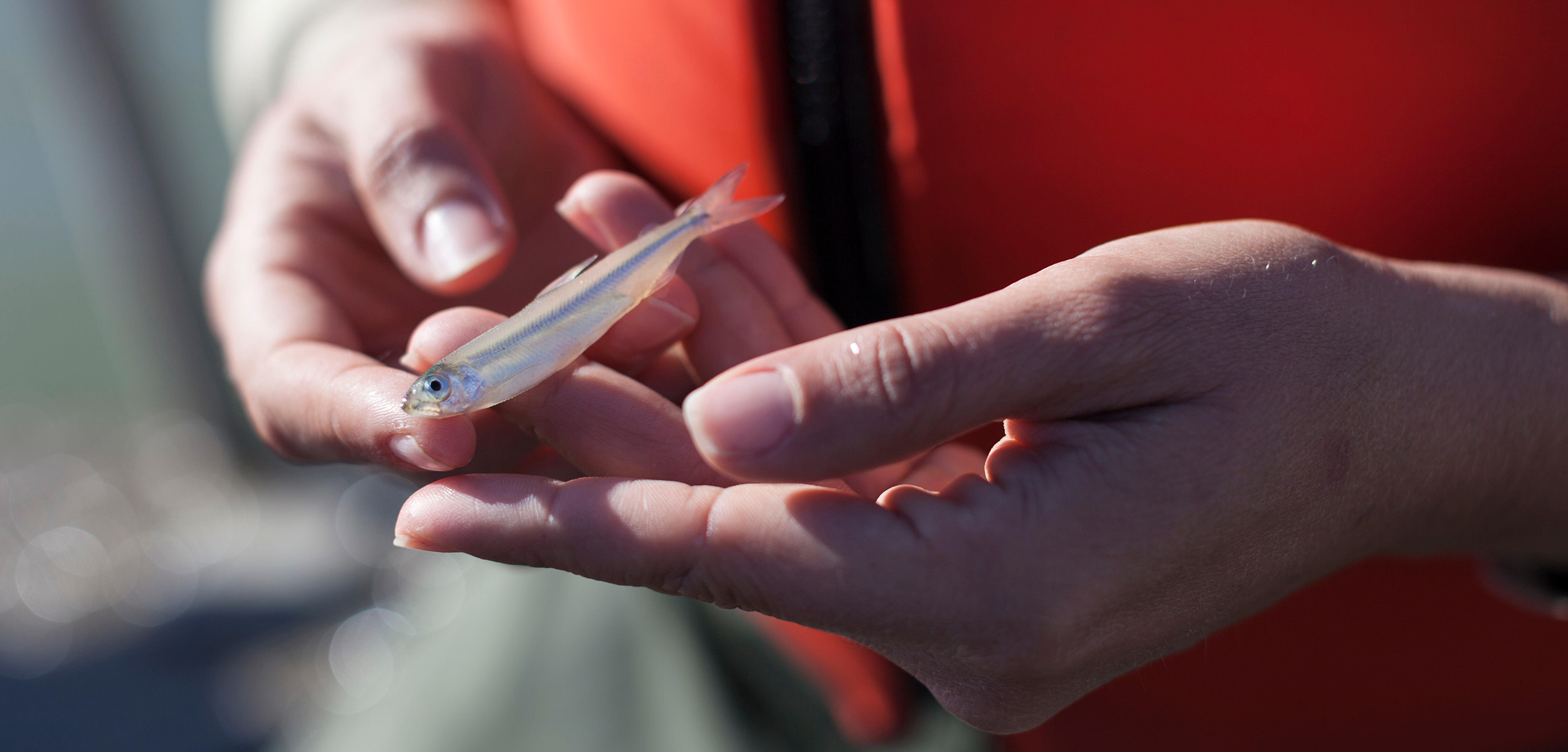Two white hands holding a small silvery fish