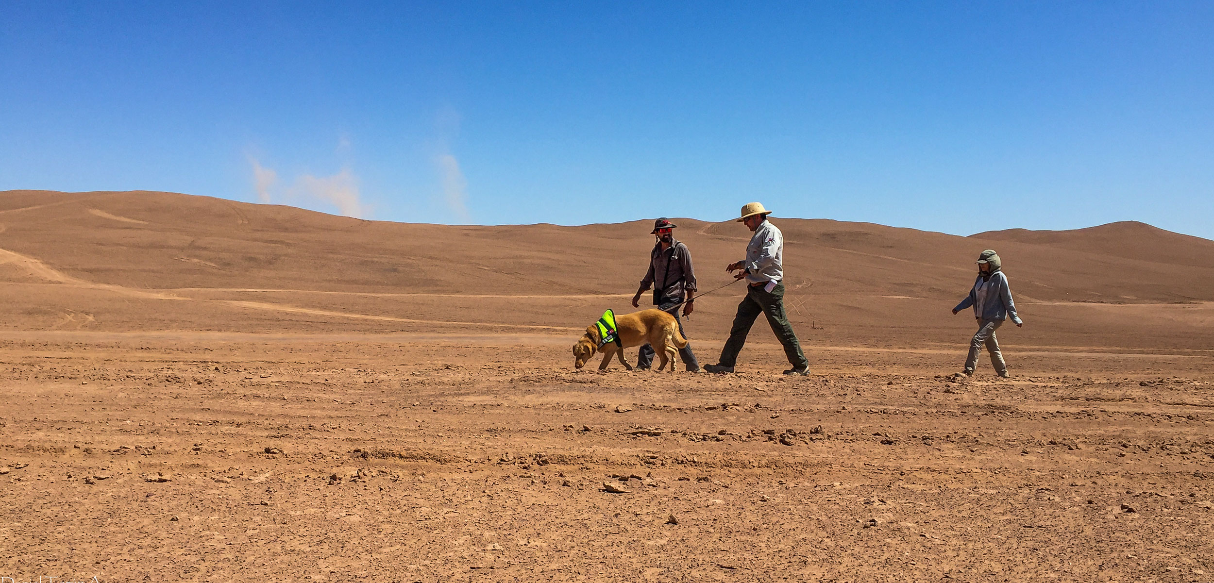 researches with a dog in the Atacama desert