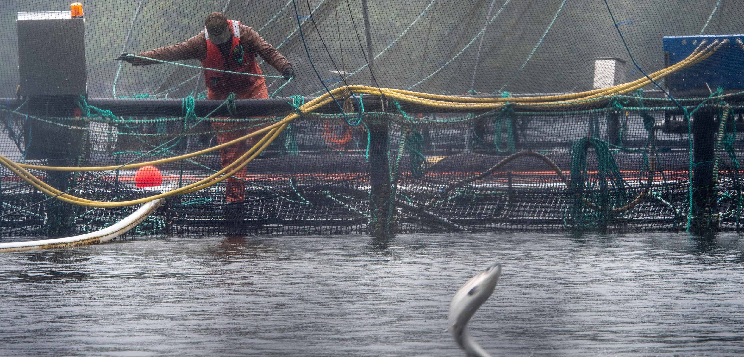 Scientists Level New Critiques of Fisheries and Oceans Canada's Scientific  Rigor