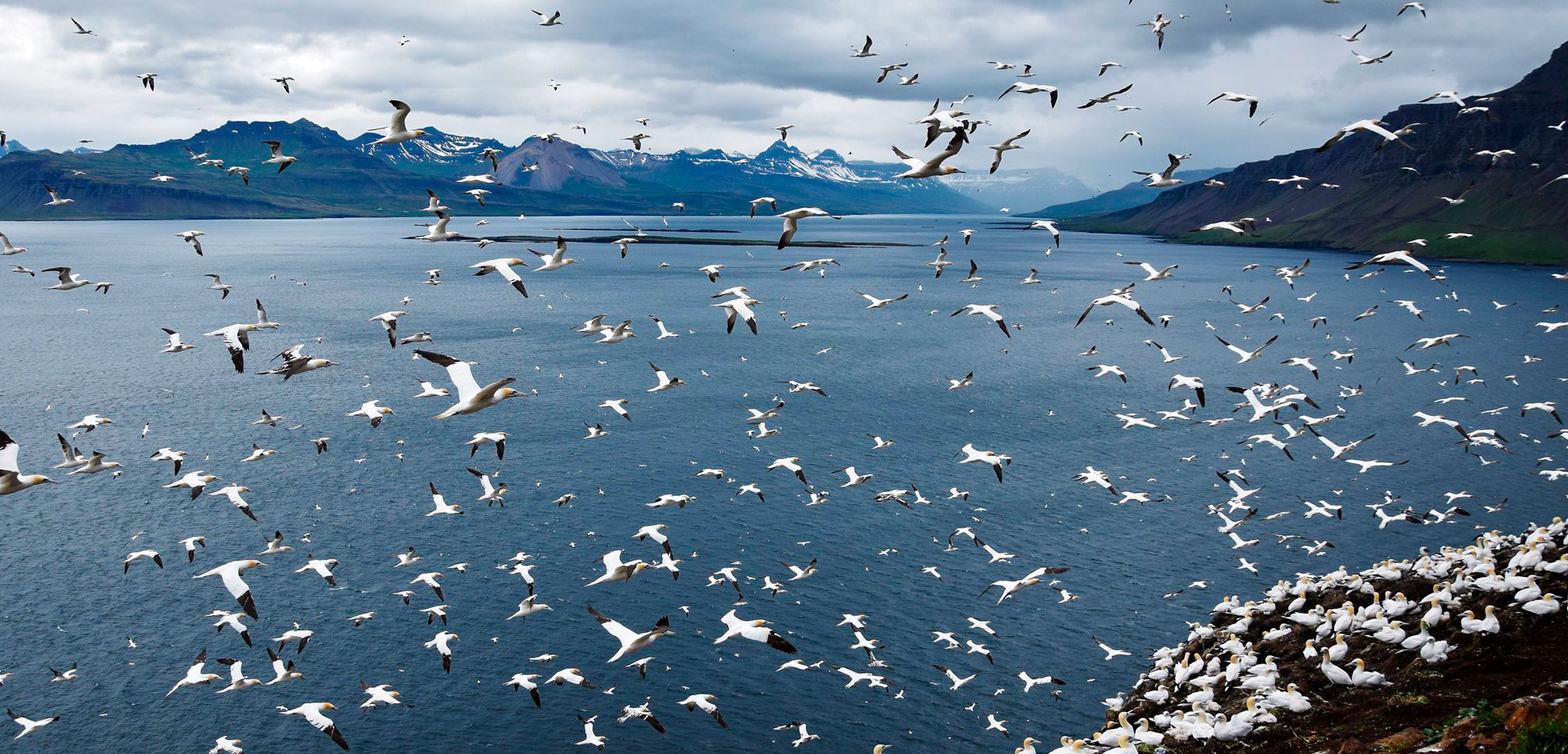 gannets in Iceland