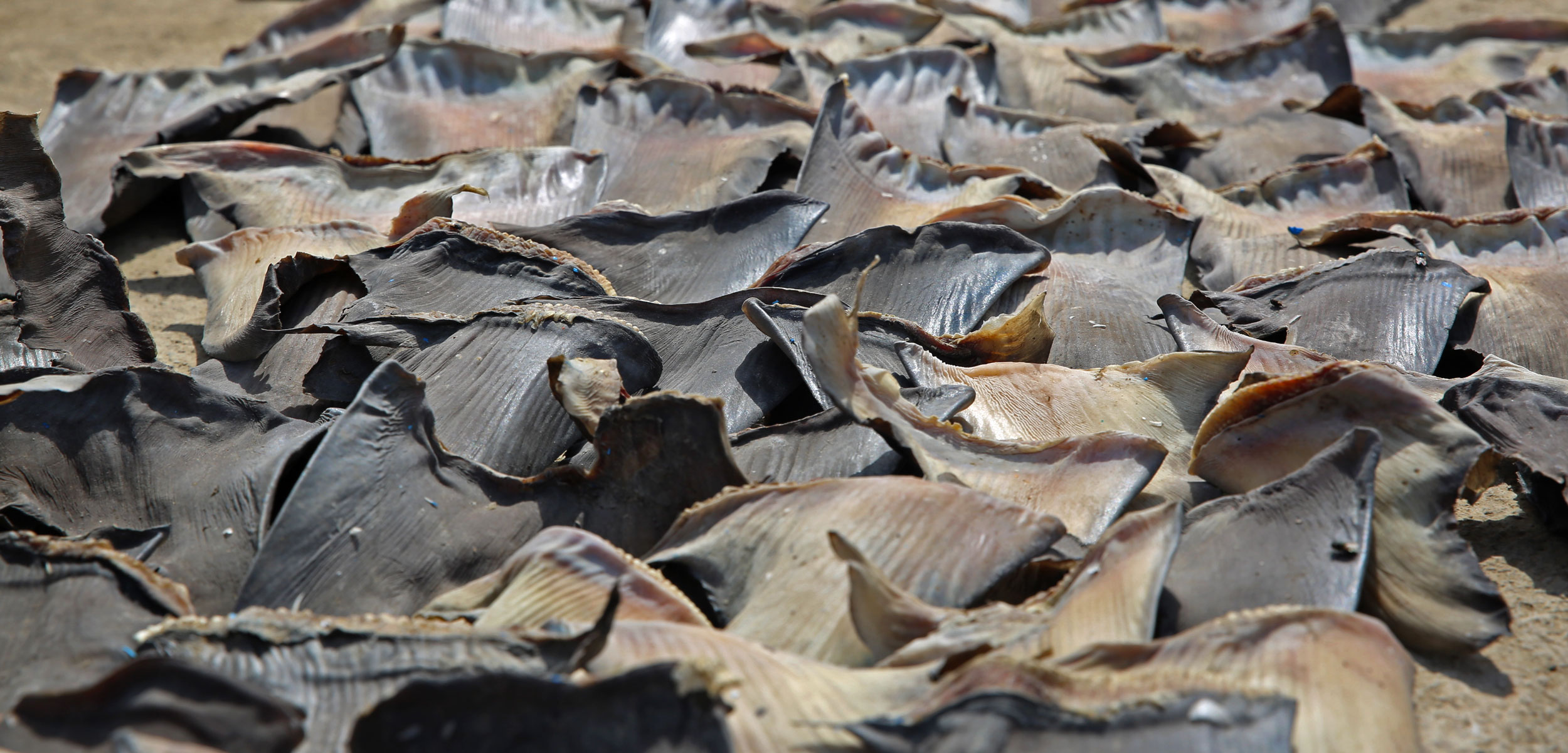 dried shark fins