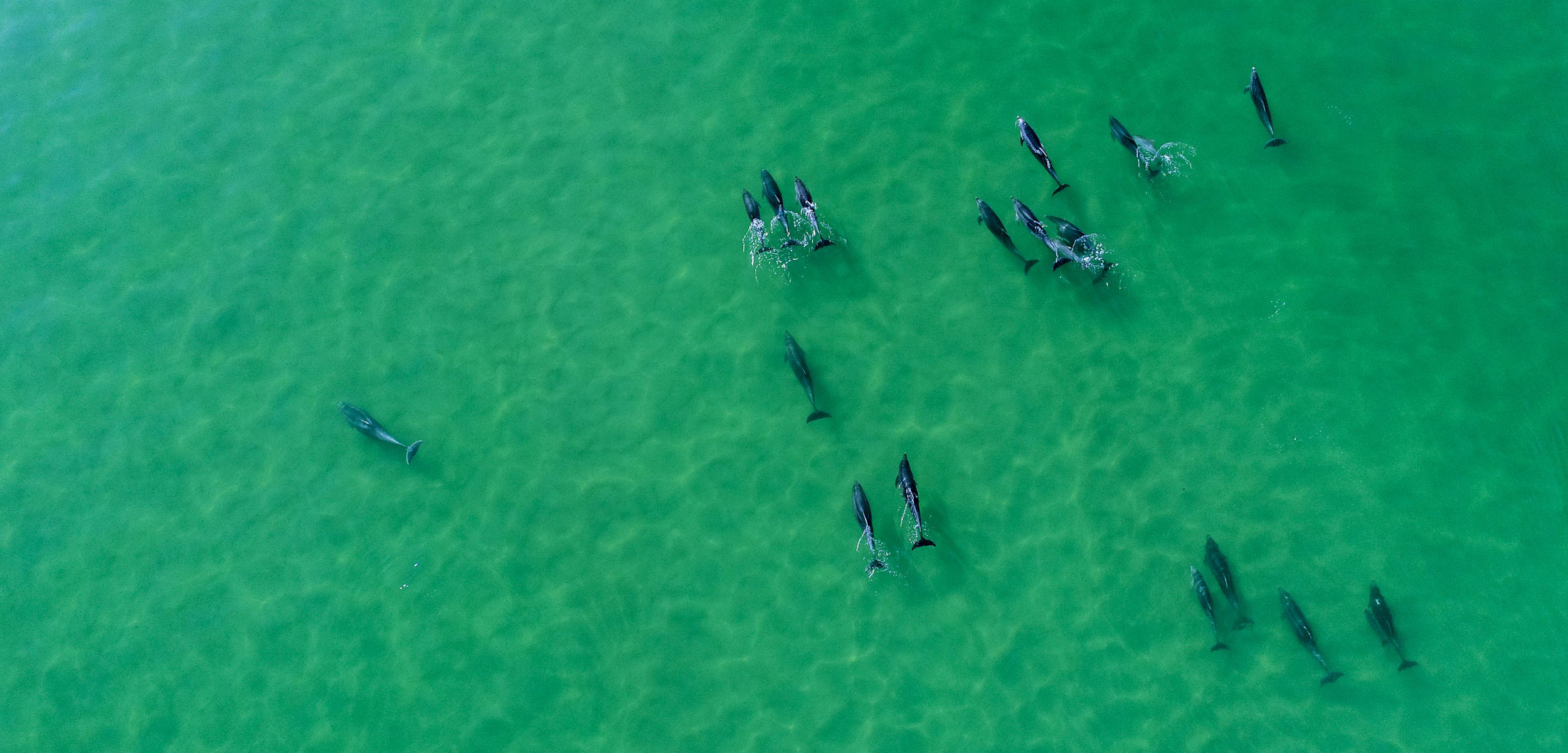aerial photo of bottlenose dolphins