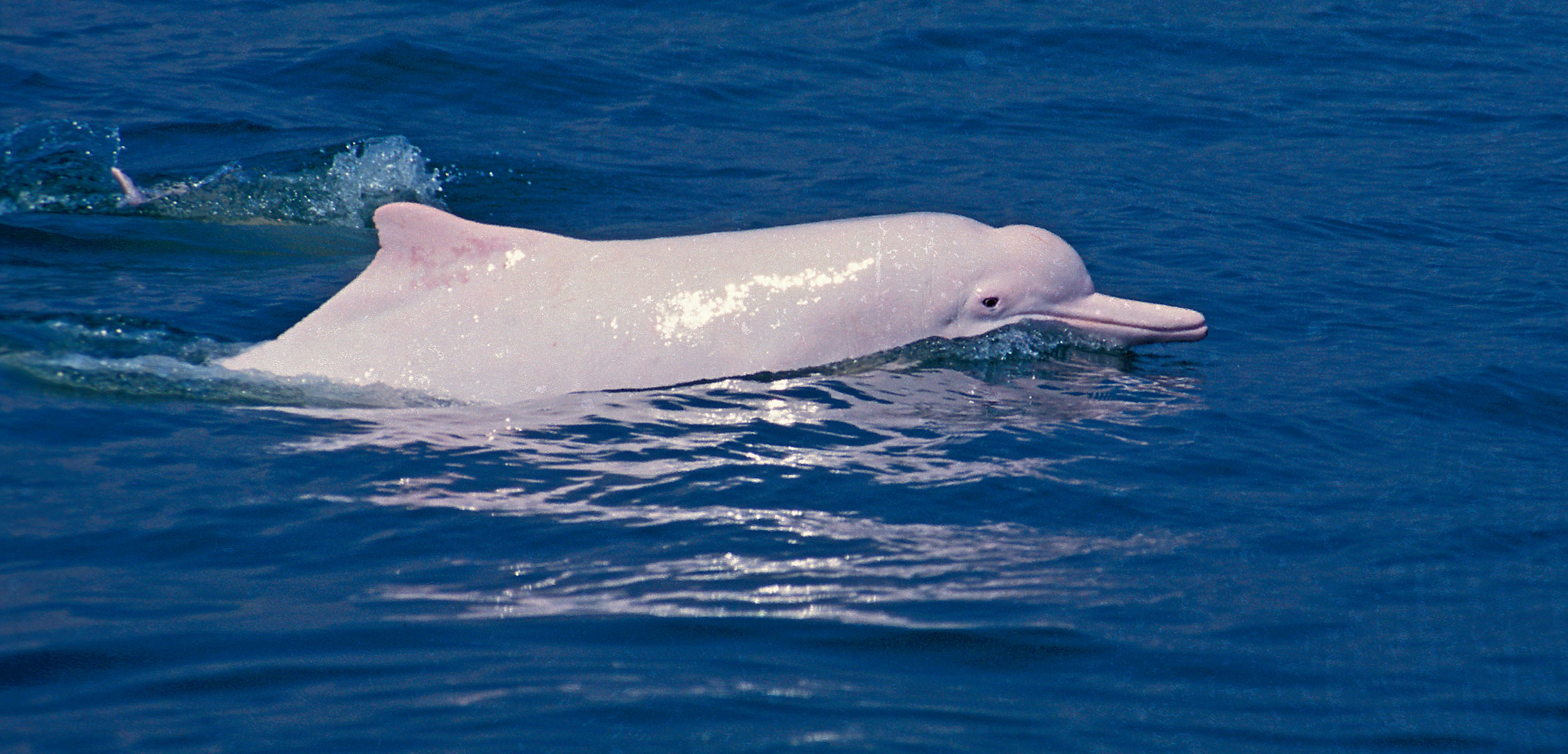 a Chinese white dolphin