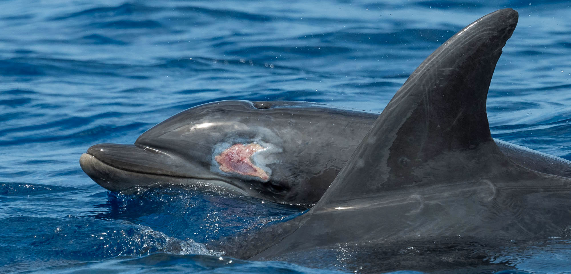 dolphin with gunshot would to the head