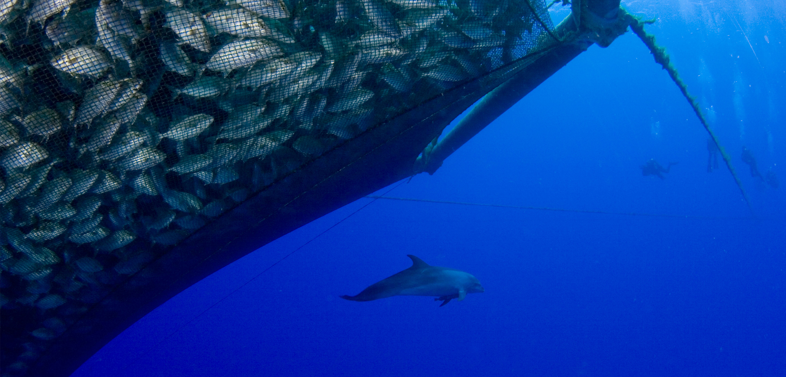 A single dolphin on the right side swims away from a net full of fish