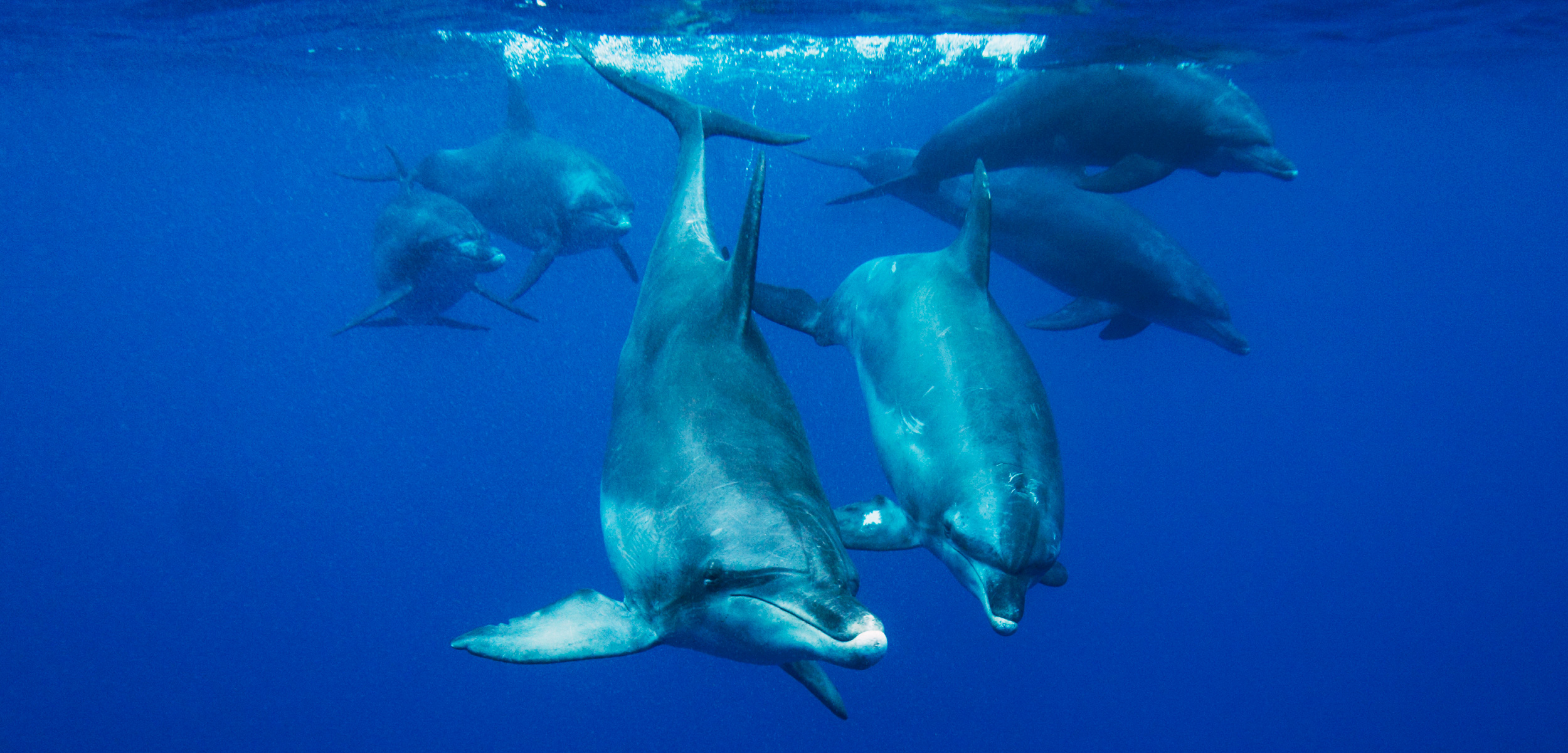 The stress of diving could tax dolphins and other marine mammals to the brink. Photo by Hiroya Minakuchi/Minden Pictures