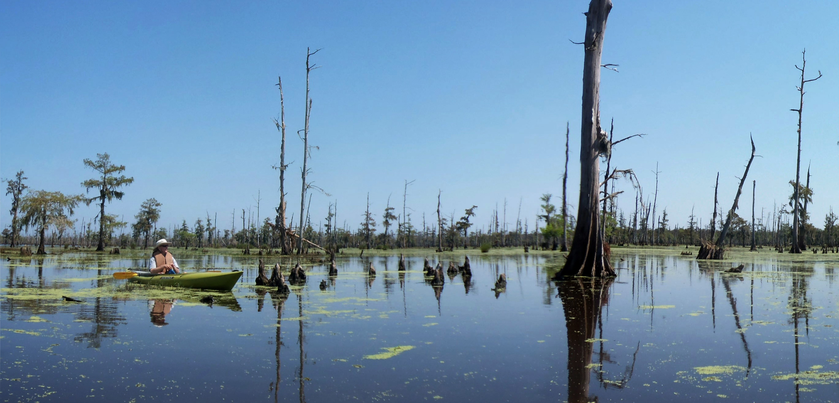 Paddling in a Louisiana bayou, amid drowned trees and a wealth of wildlife, can make you “forget about civilization,” says author Richard Goodman. Photo by John Hazlett