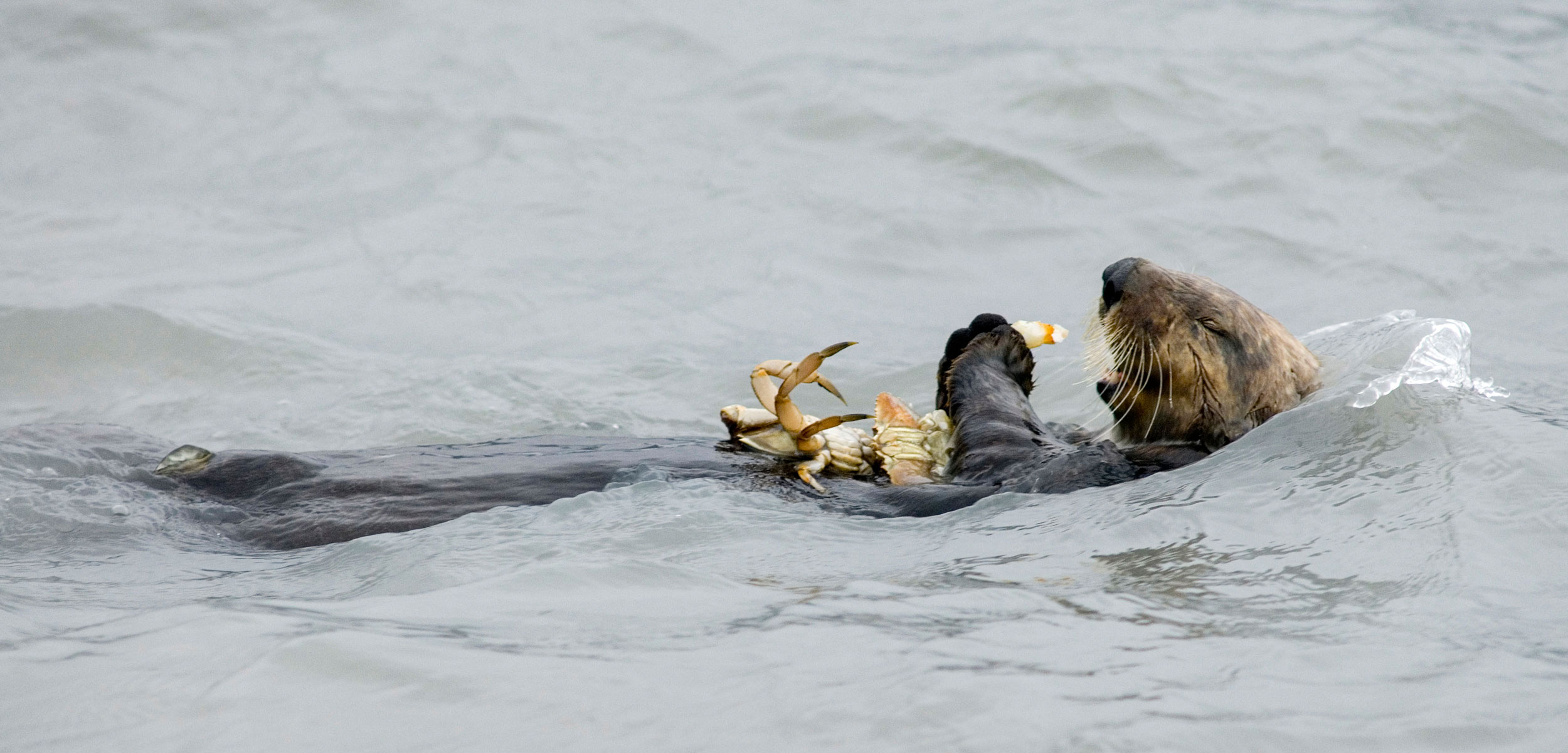 Sea otter (Enhydra lutris) eating a dungeness crab
