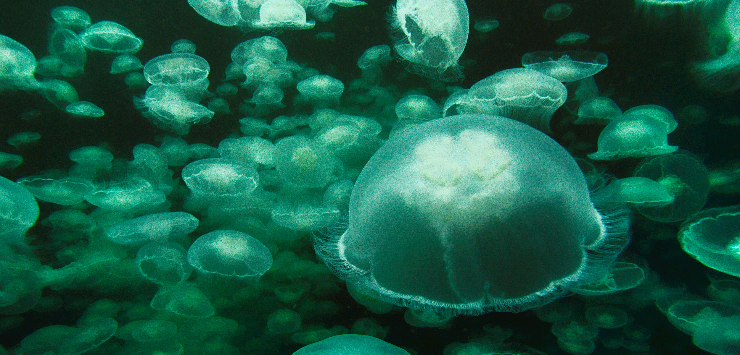 swarm of moon jellies