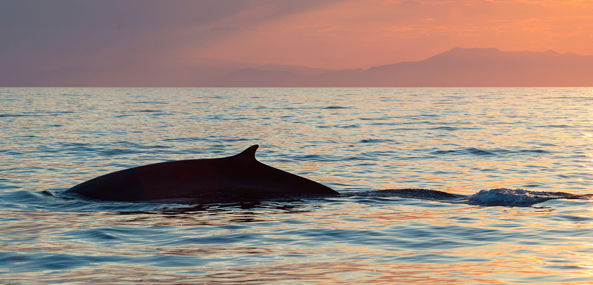 Fin whale Ligurian Sea, Italy