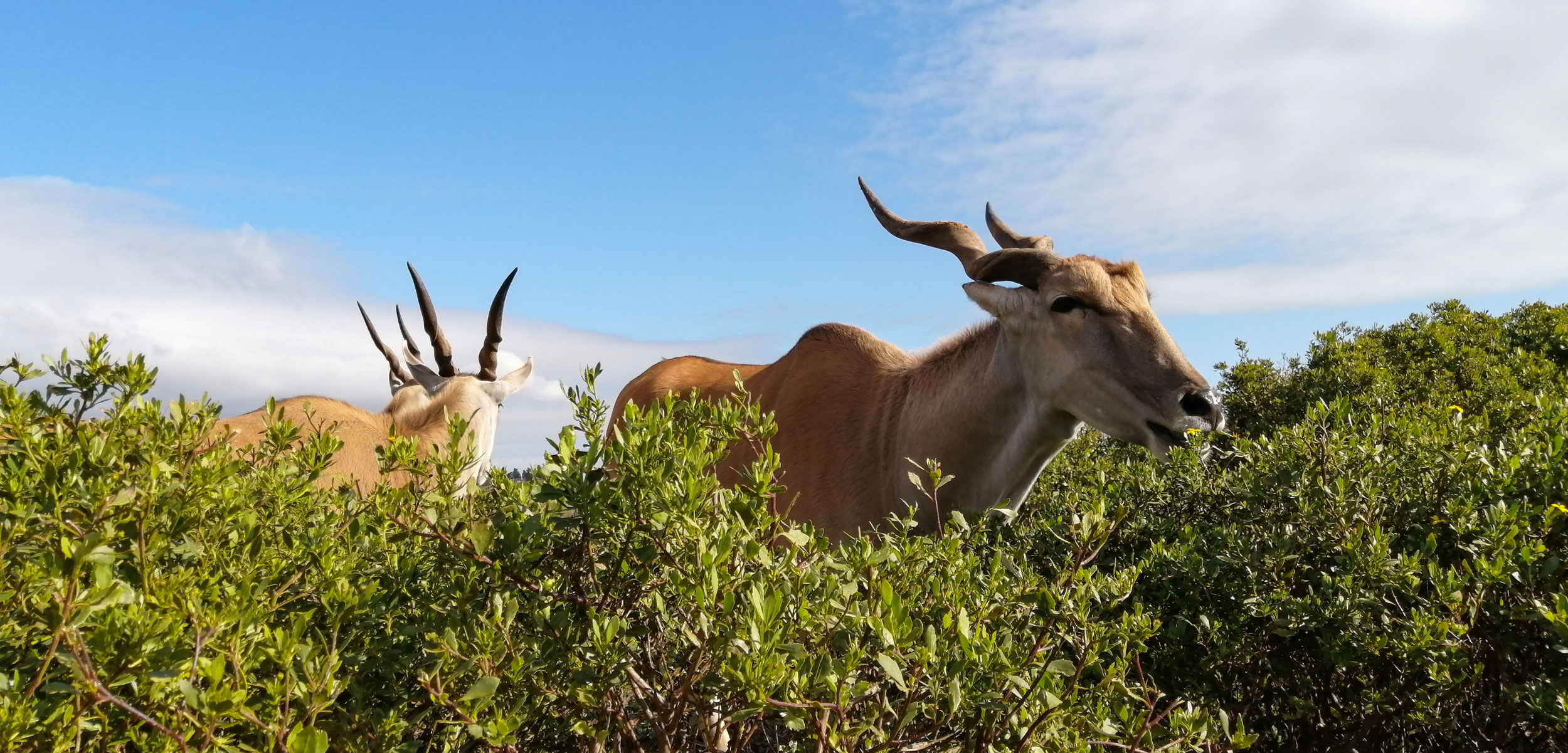 eland grazing in South Africa