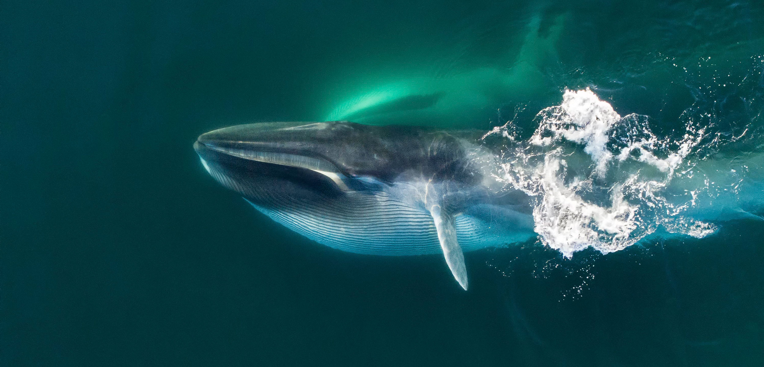 Aerial view of Fin whale (Balaenoptera physalus) lunge-feeding
