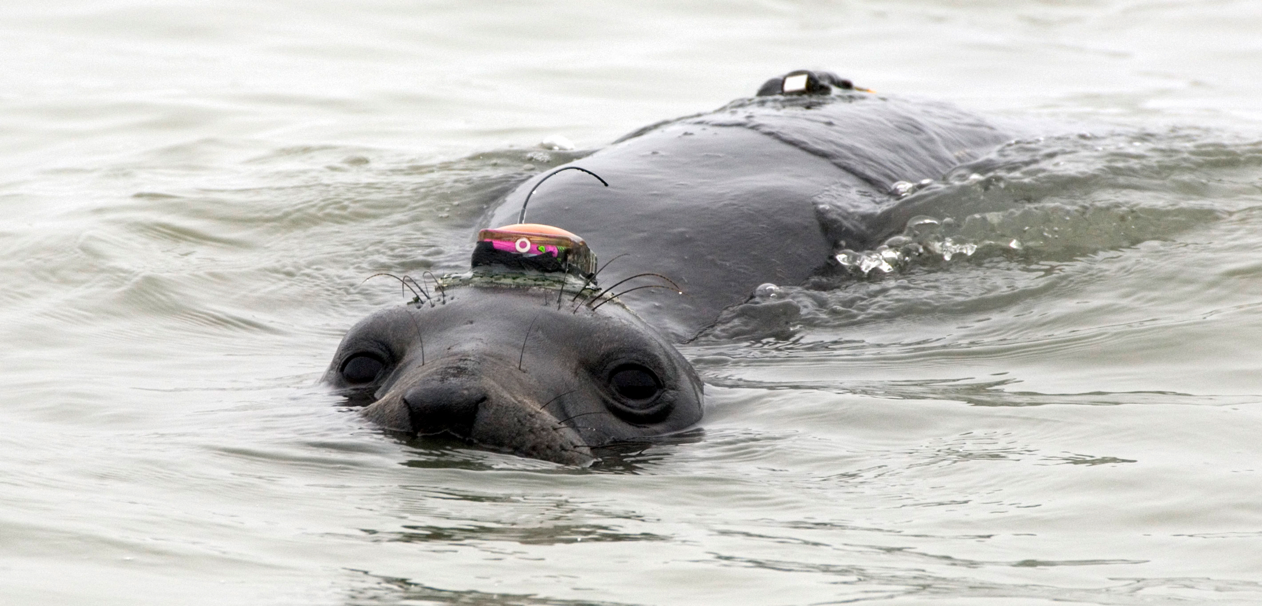 elephant seal with GPS tracker
