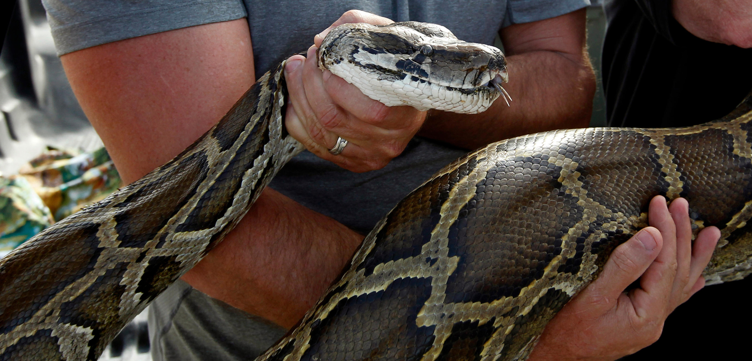 How Are the Burmese Pythons Damaging the Everglades? 2
