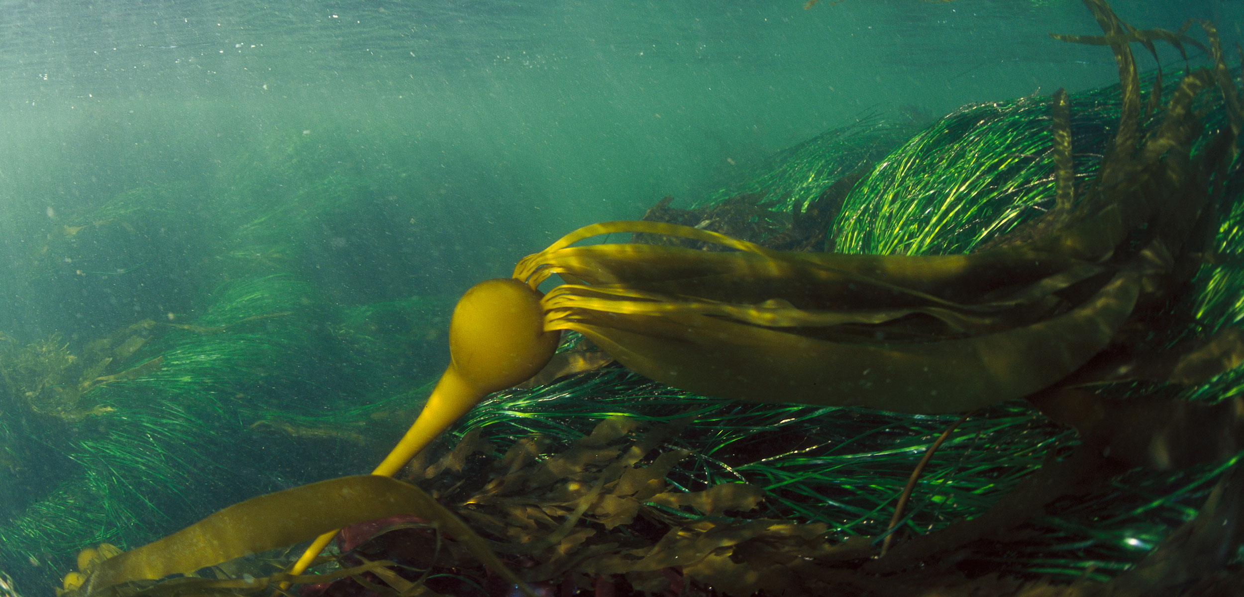 bull kelp under water