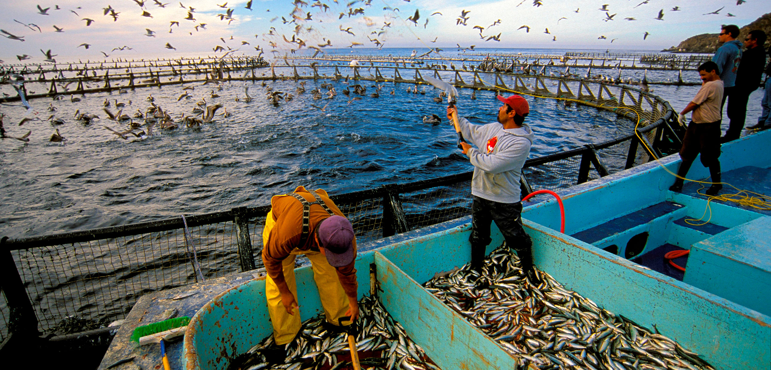 workers feed fish at fish farm