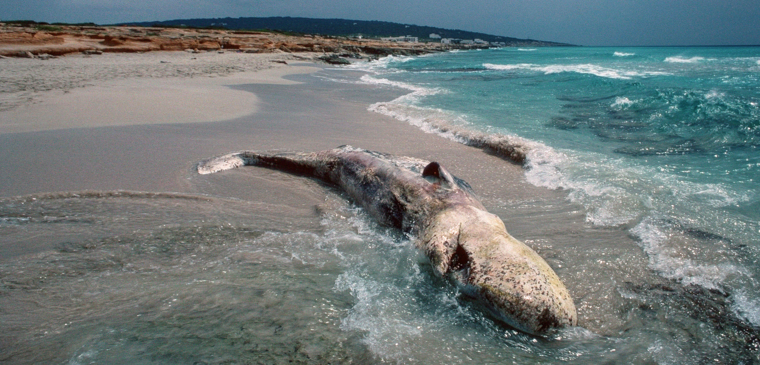 dead sperm whale, Canary Islands