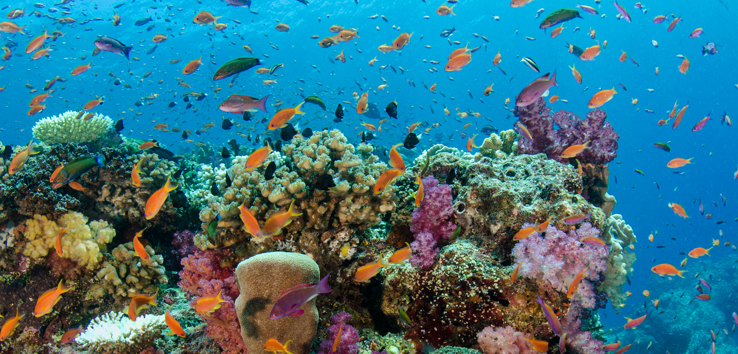 coral reef, Fiji