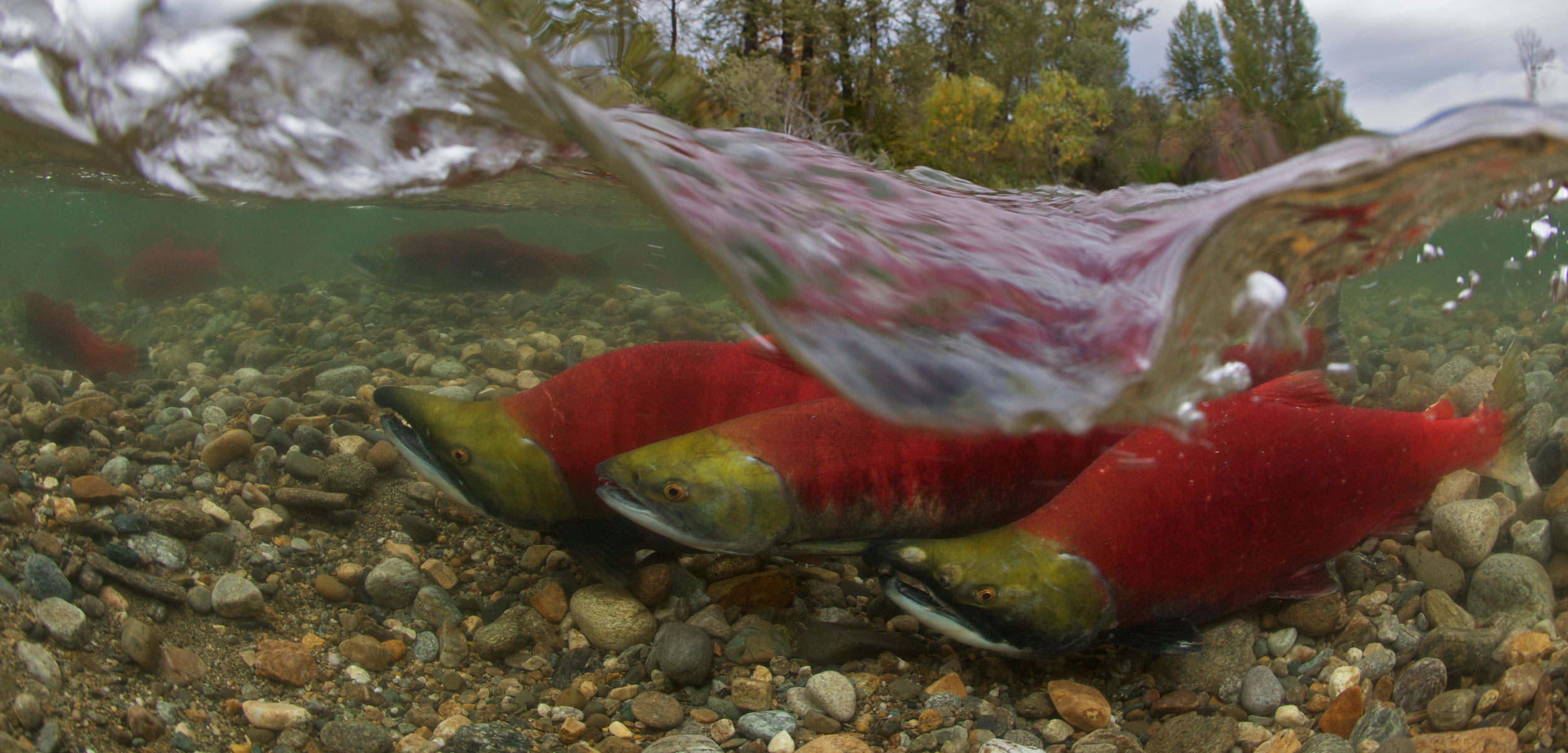 salmon underwater in a river